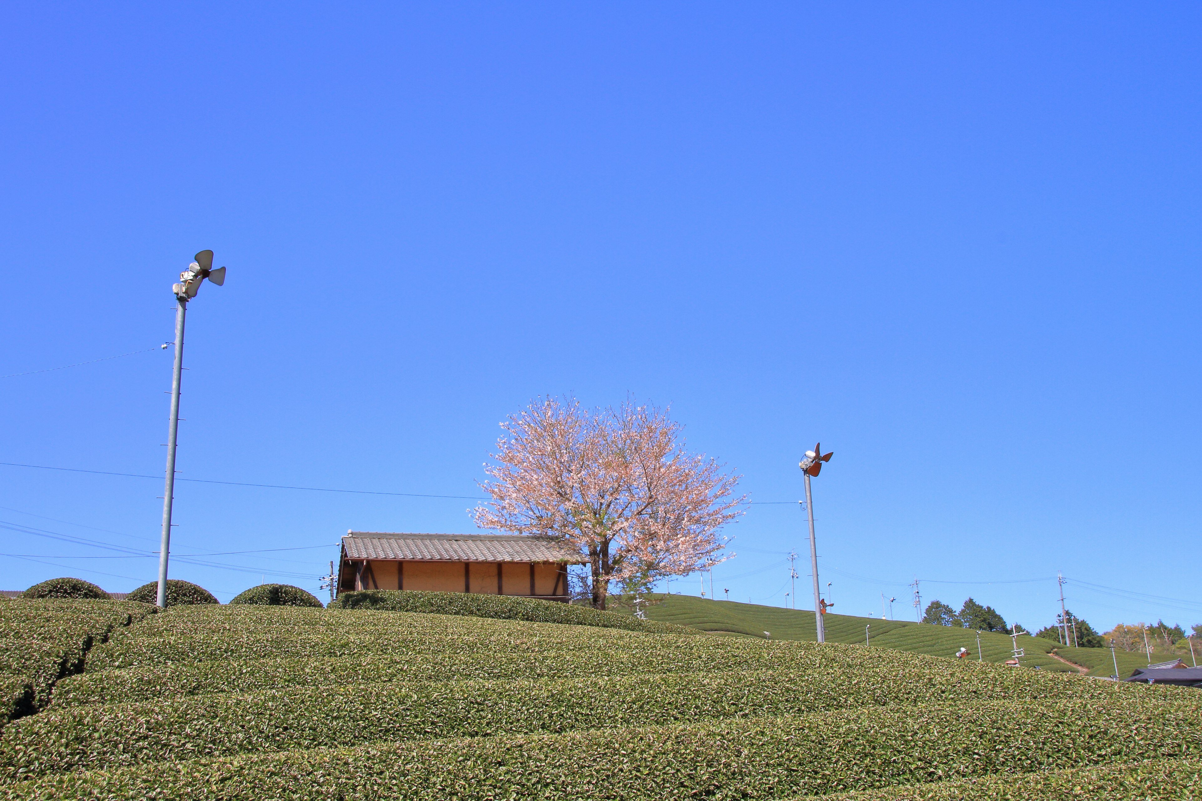 Campi di tè sotto un cielo blu con una piccola casa di legno e un albero di ciliegio in fiore