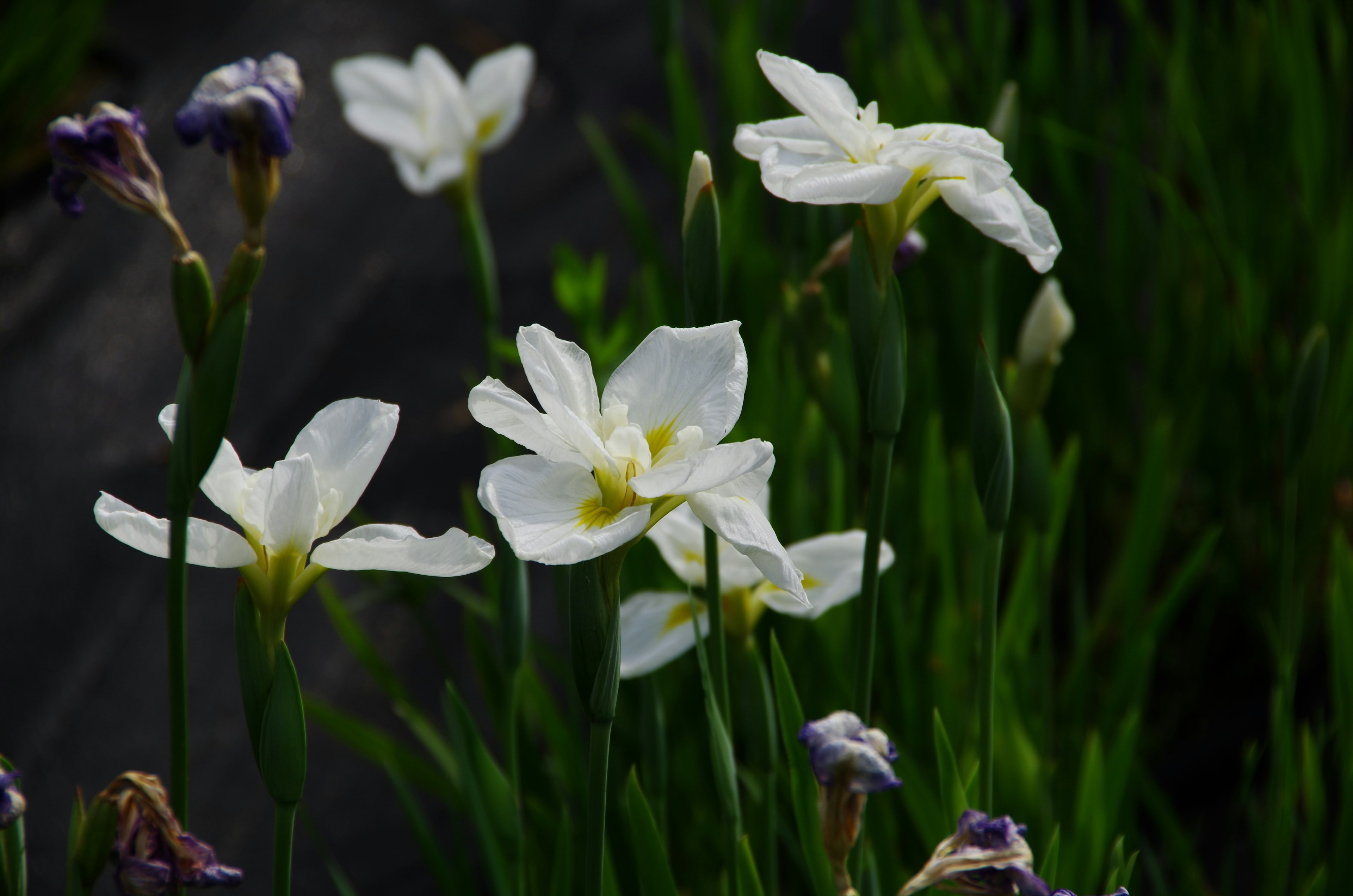 Weiße Blumen blühen zwischen grünen Blättern