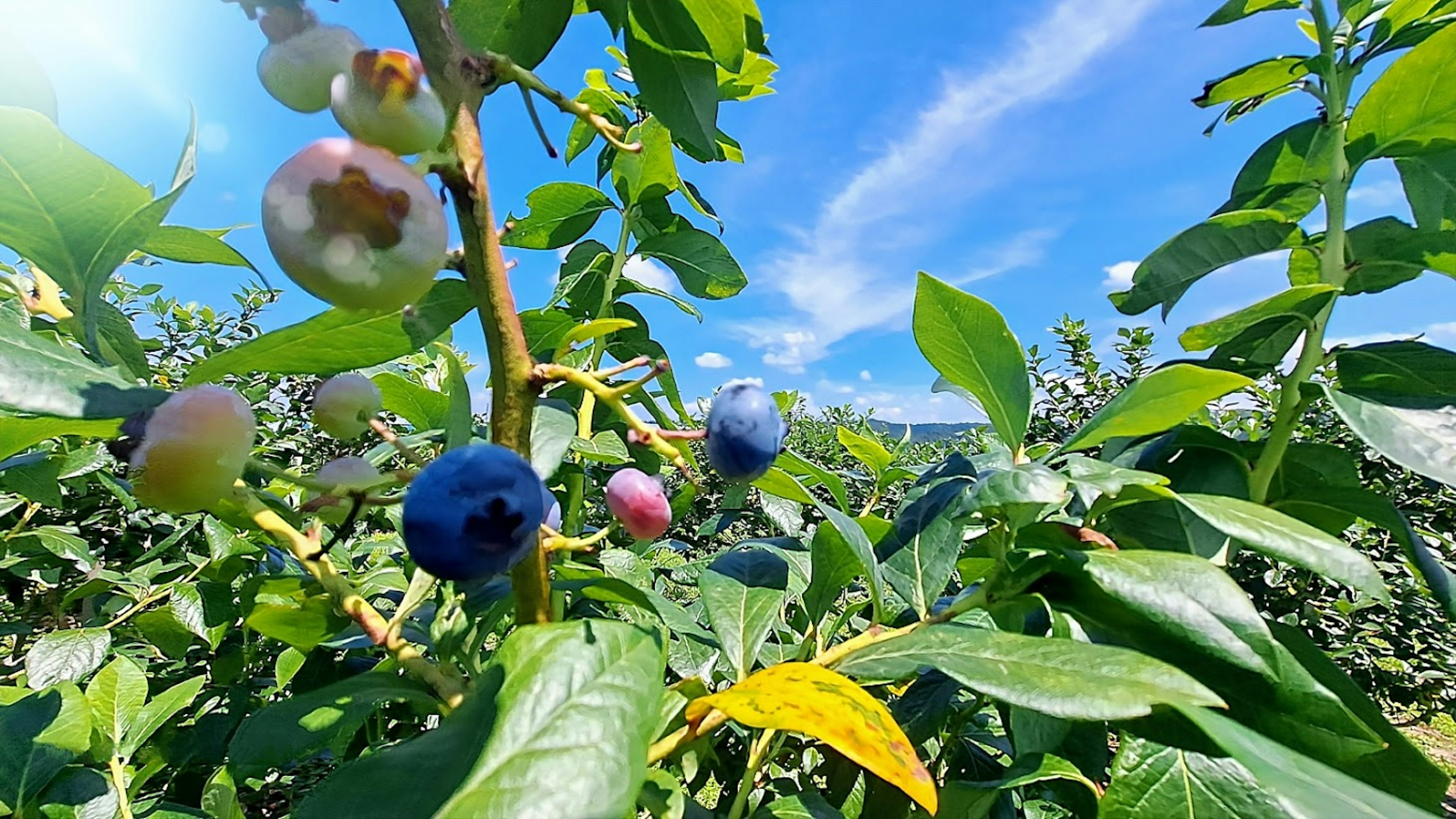 Kedekatan blueberry di semak dengan daun hijau cerah dan langit biru