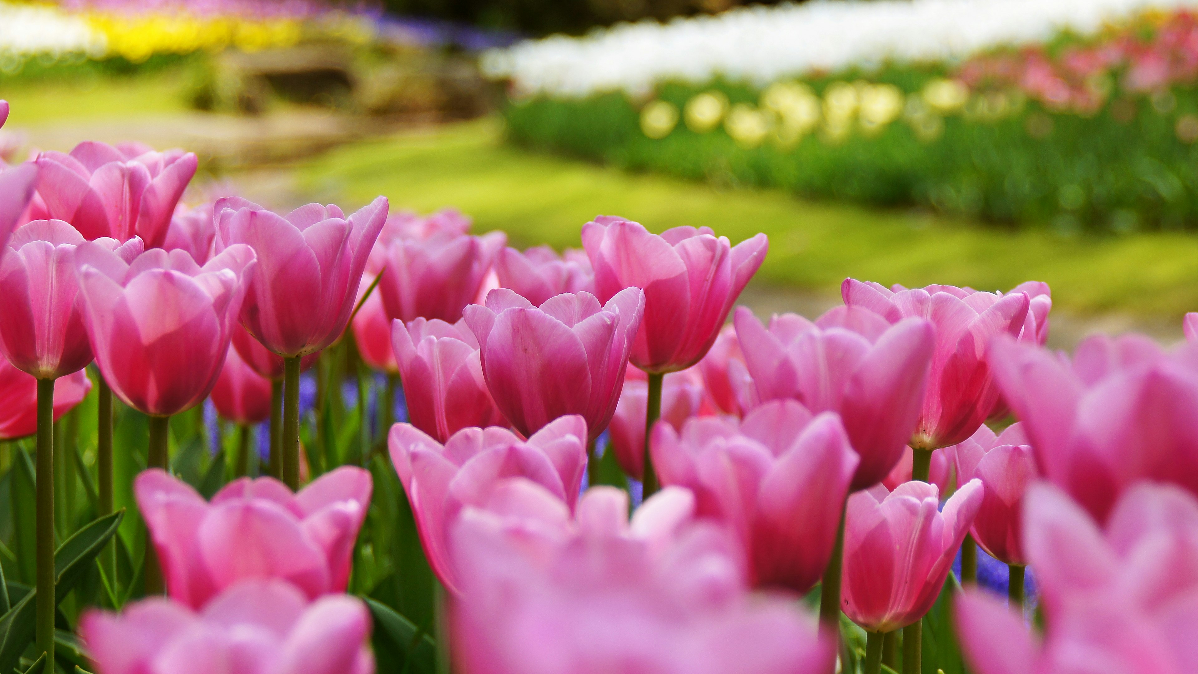 Pink tulips blooming among a colorful tulip garden