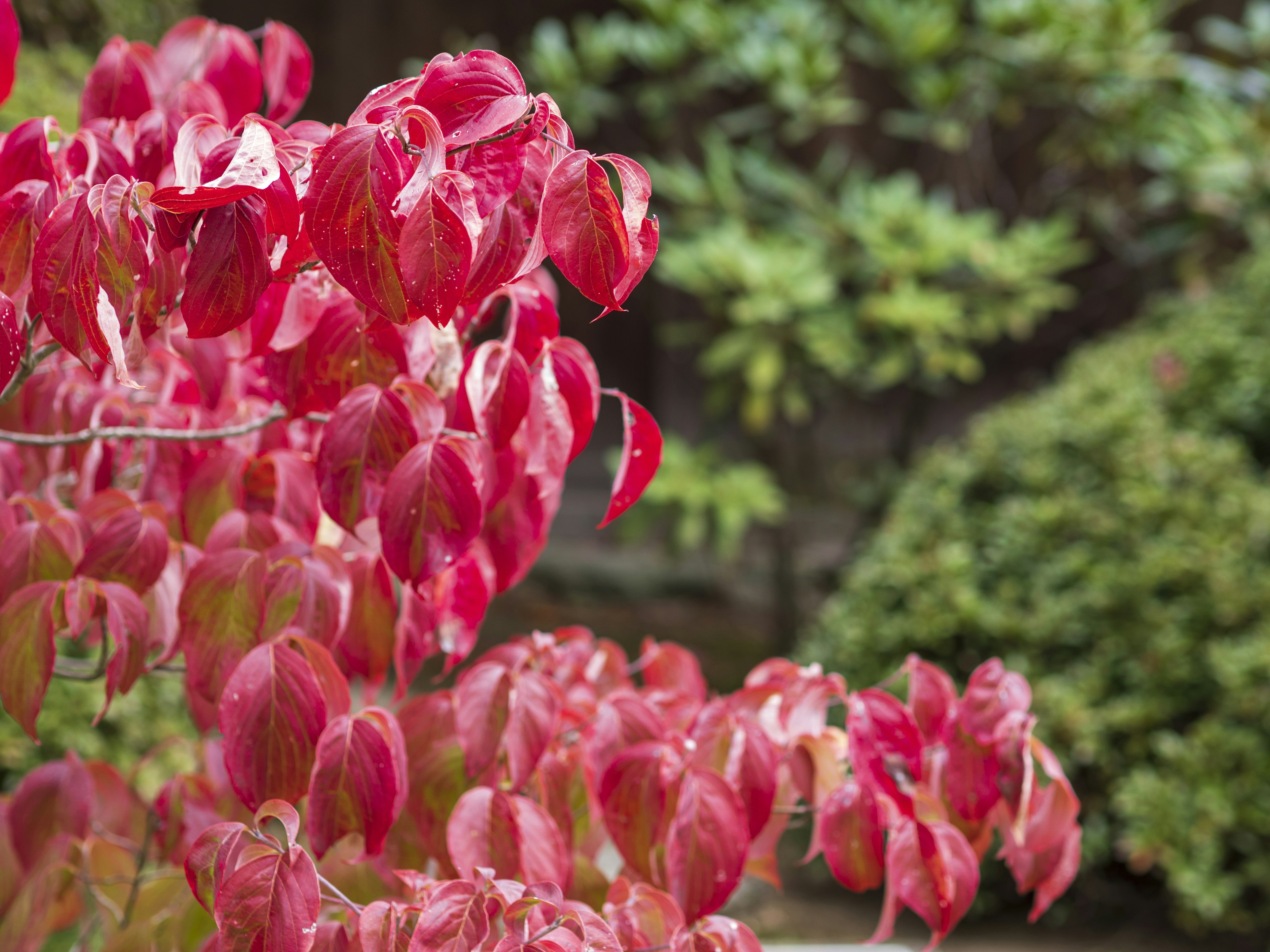 Feuilles rouges vives d'une plante dans un jardin