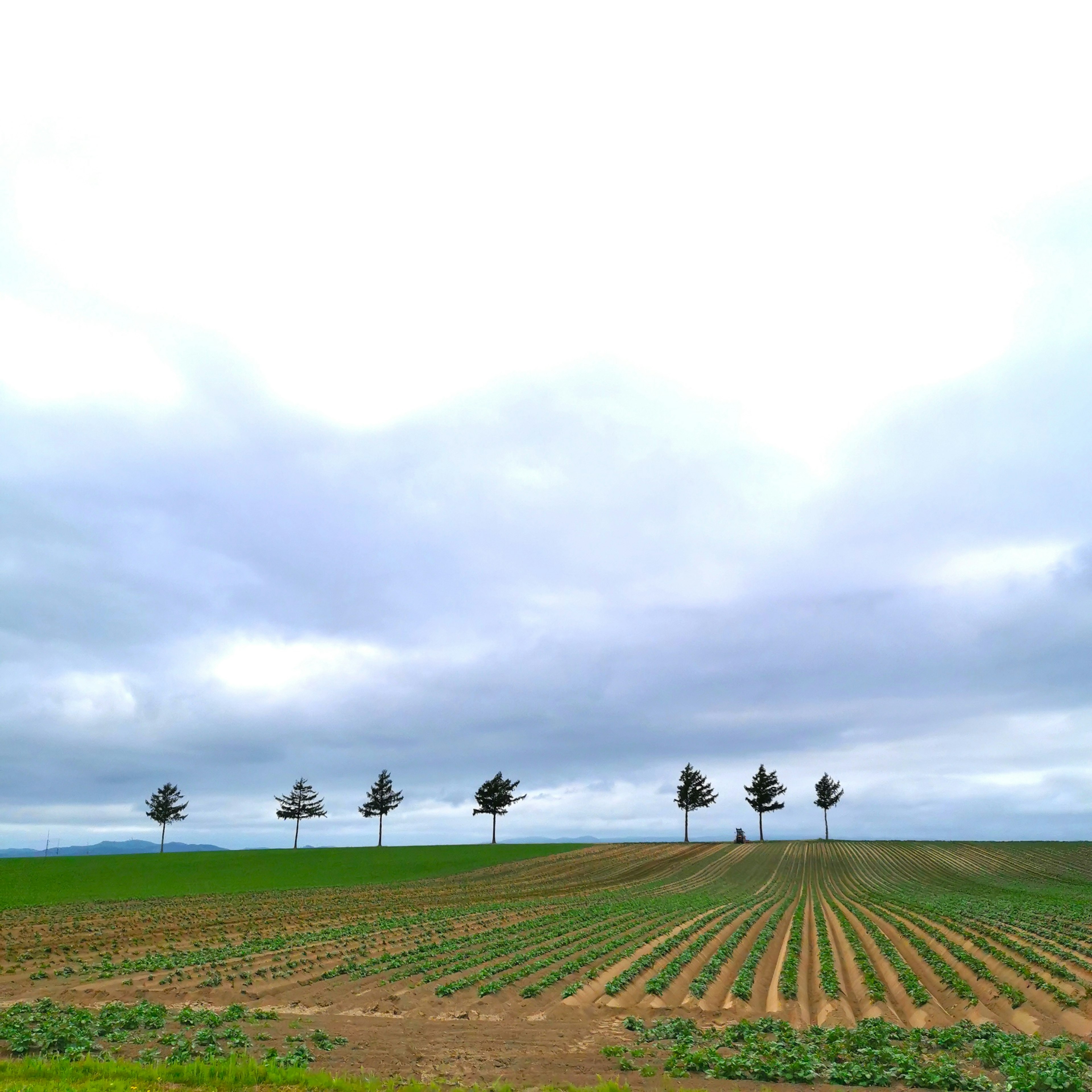 Paysage avec des champs verts et des rangées d'arbres sous un ciel nuageux