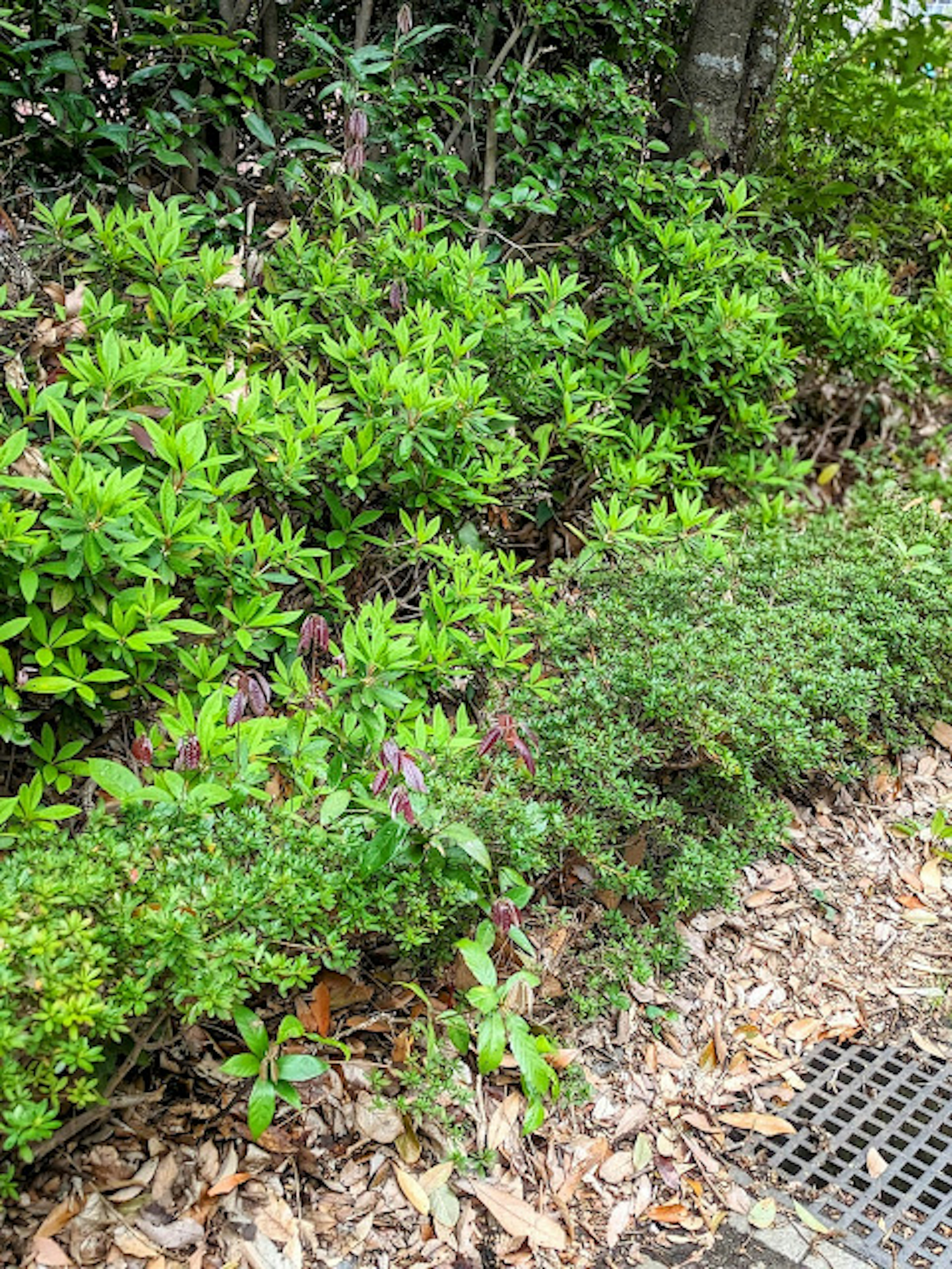 Lush green shrubs with fallen leaves on the ground in a garden area