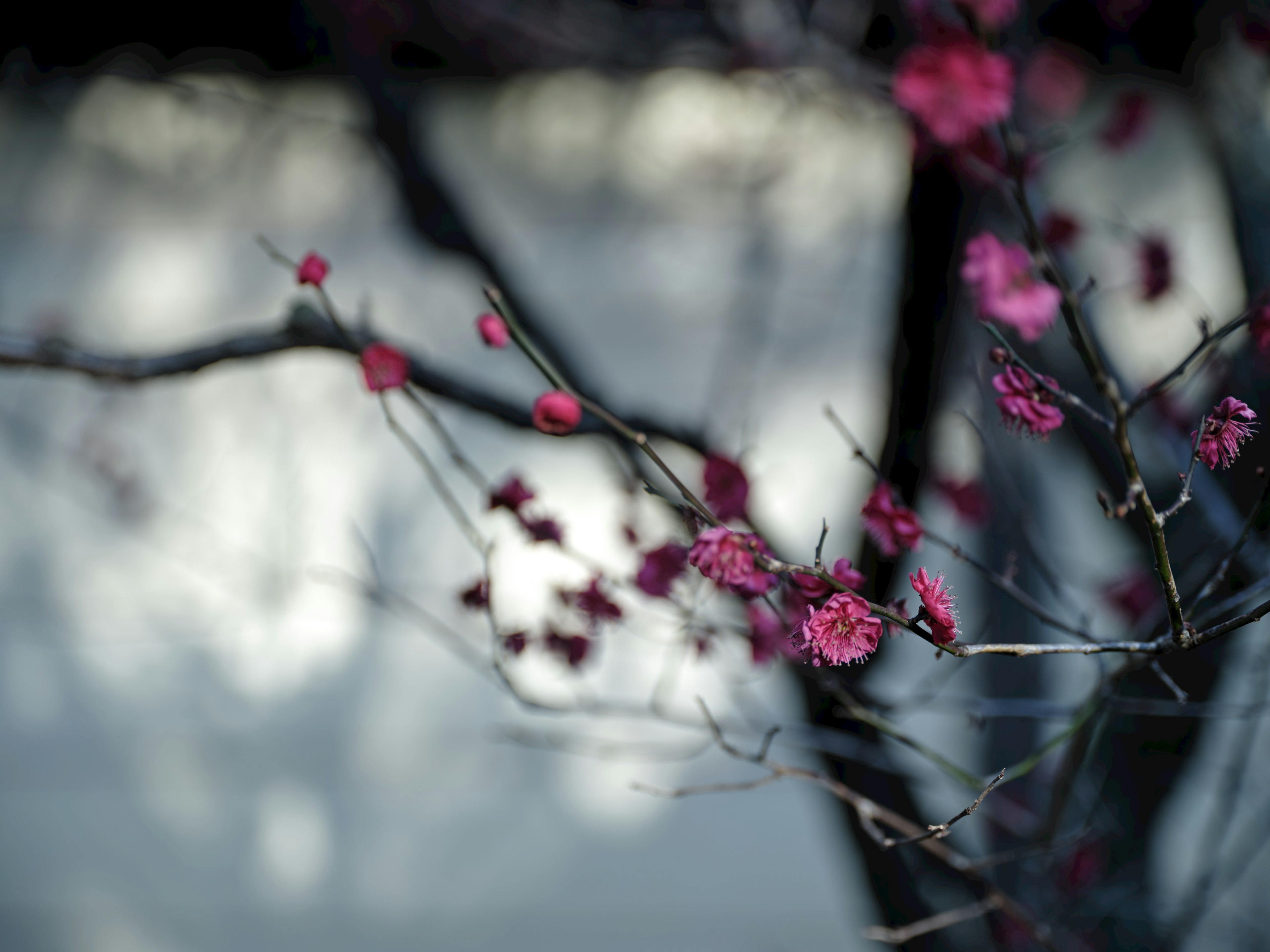 ぼかしの背景に咲く淡いピンクの梅の花と枝