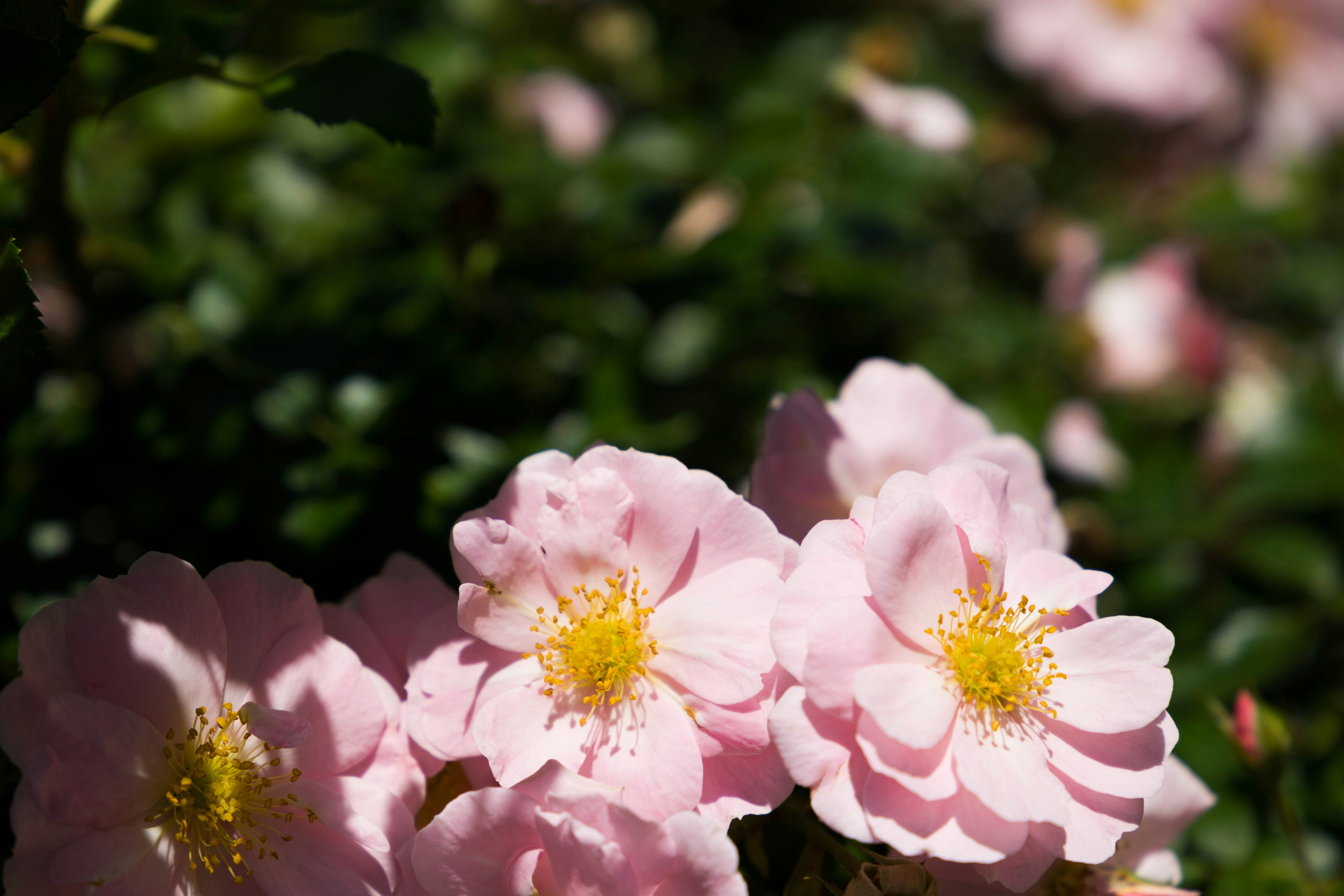 Nahaufnahme von blühenden hellrosa Blumen