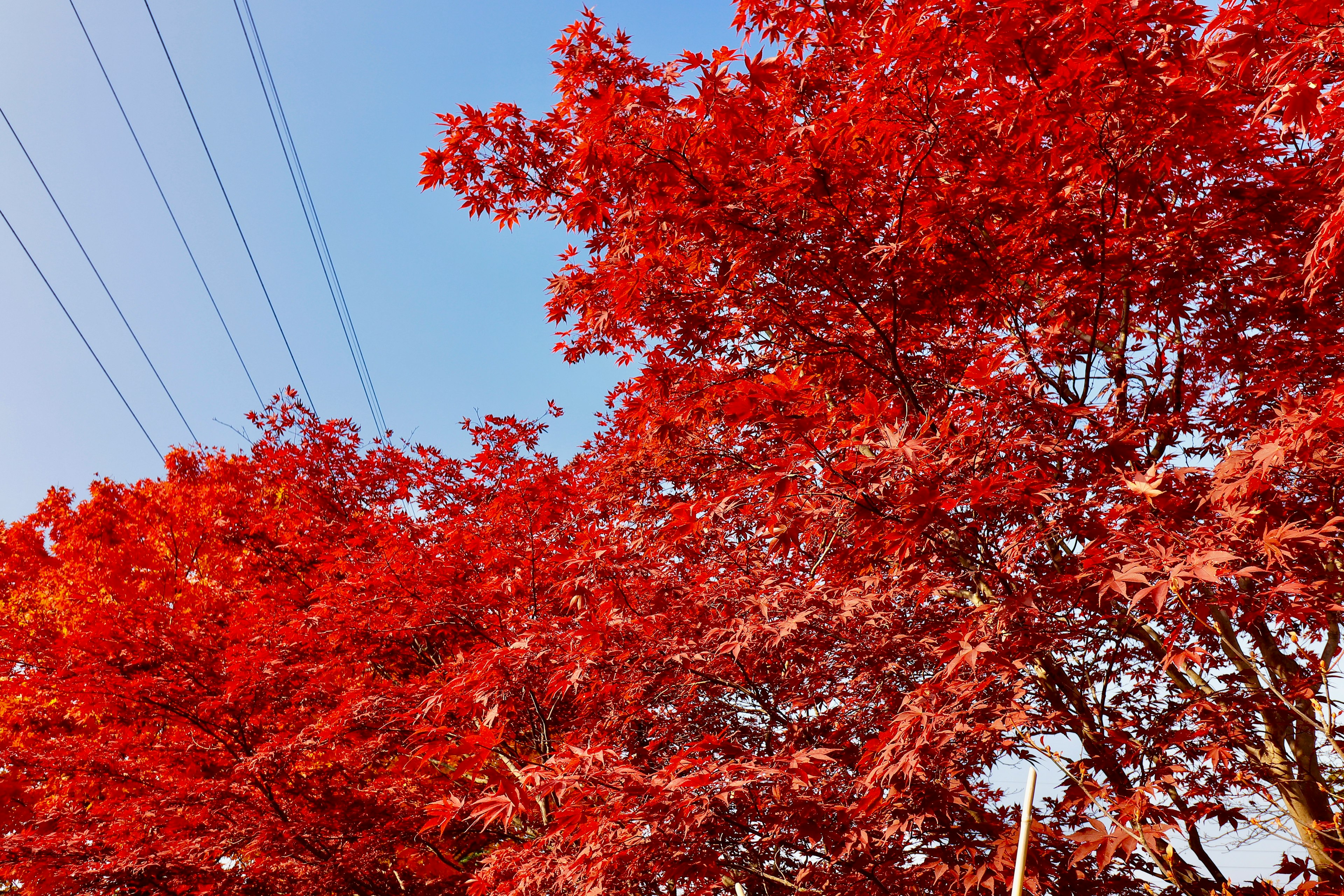 鮮やかな赤い葉を持つ木々と青い空