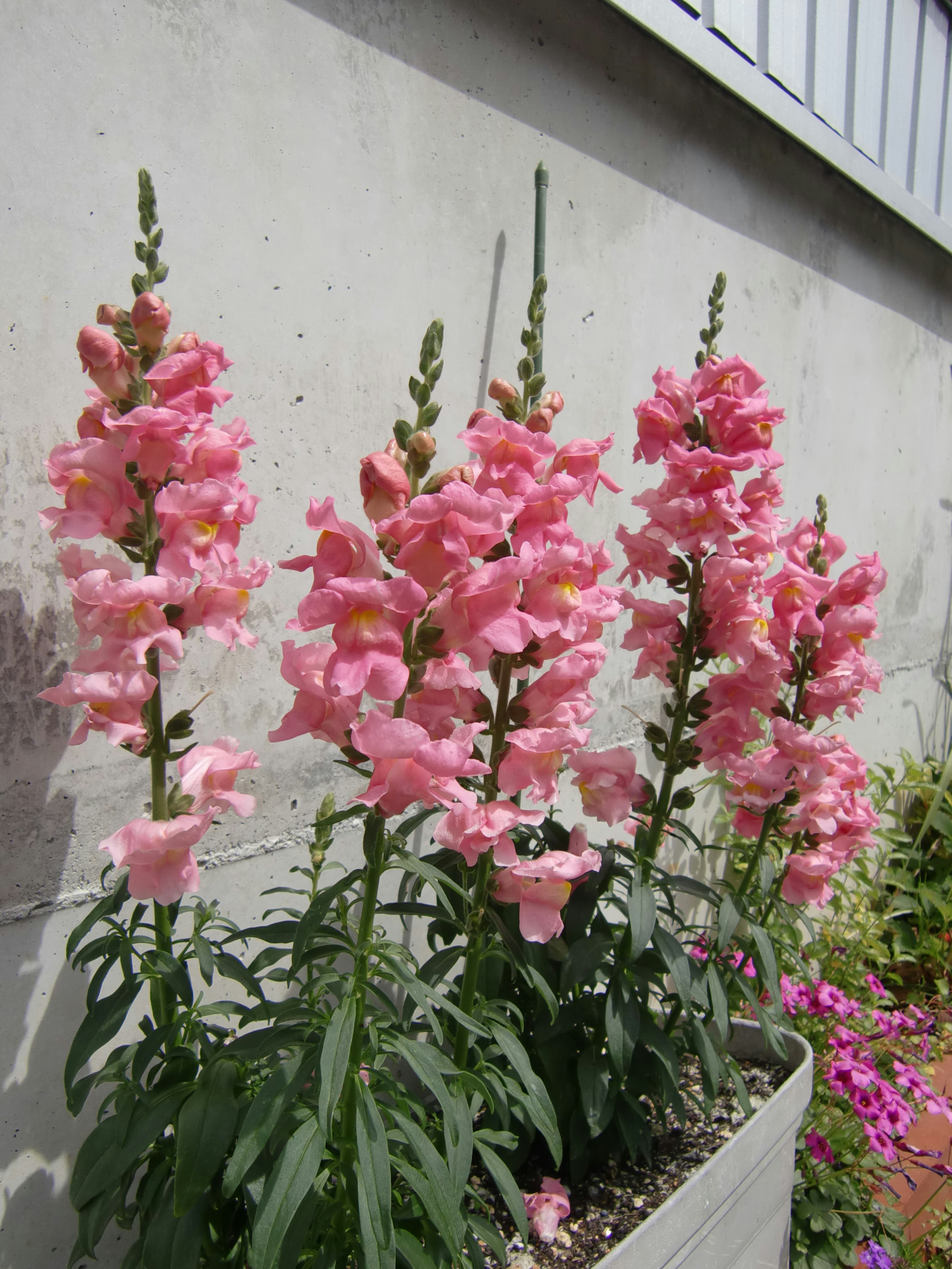 Plantes avec des fleurs roses près d'un parterre de fleurs