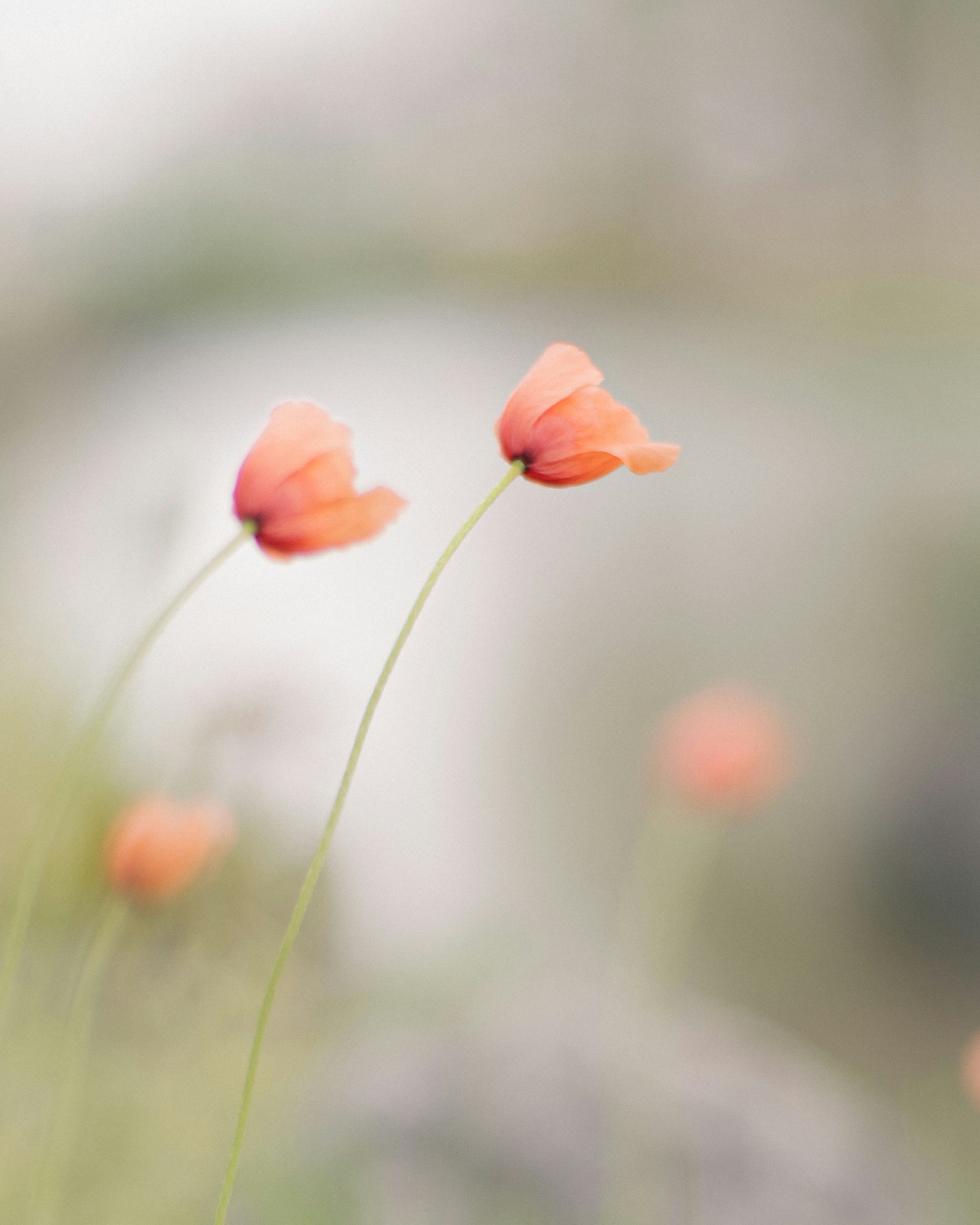 Pink flowers blooming against a soft background