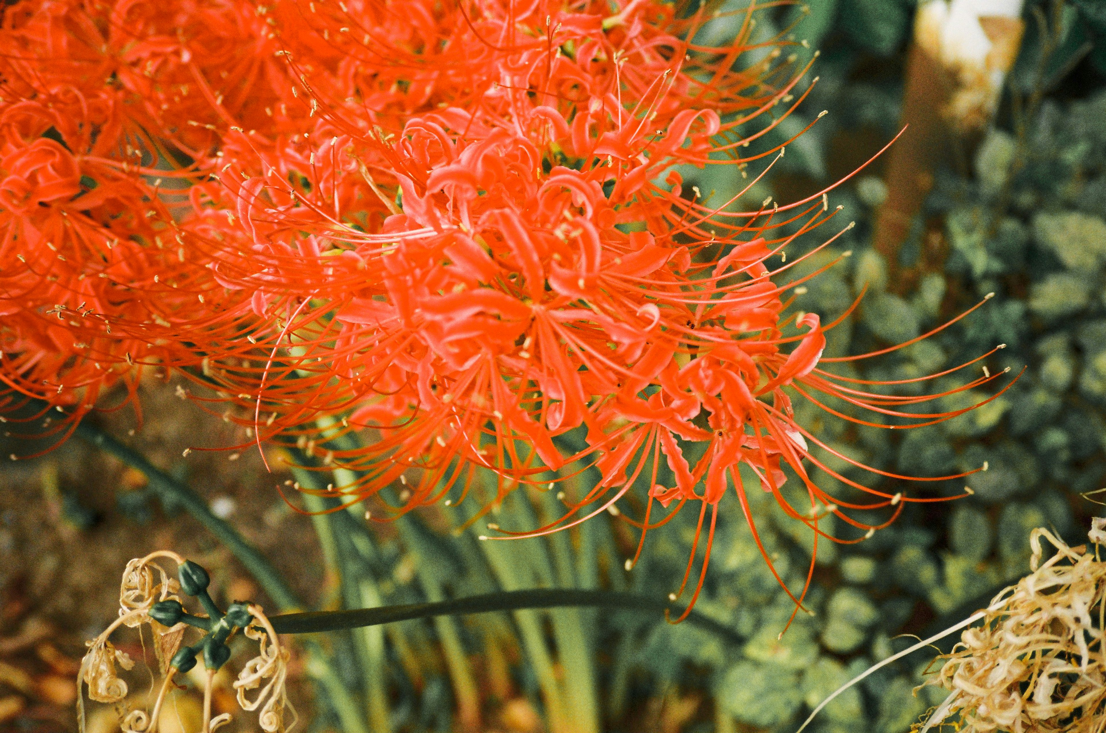 Lebendige Gruppe roter Spinnenlilien, die in einem Garten blühen