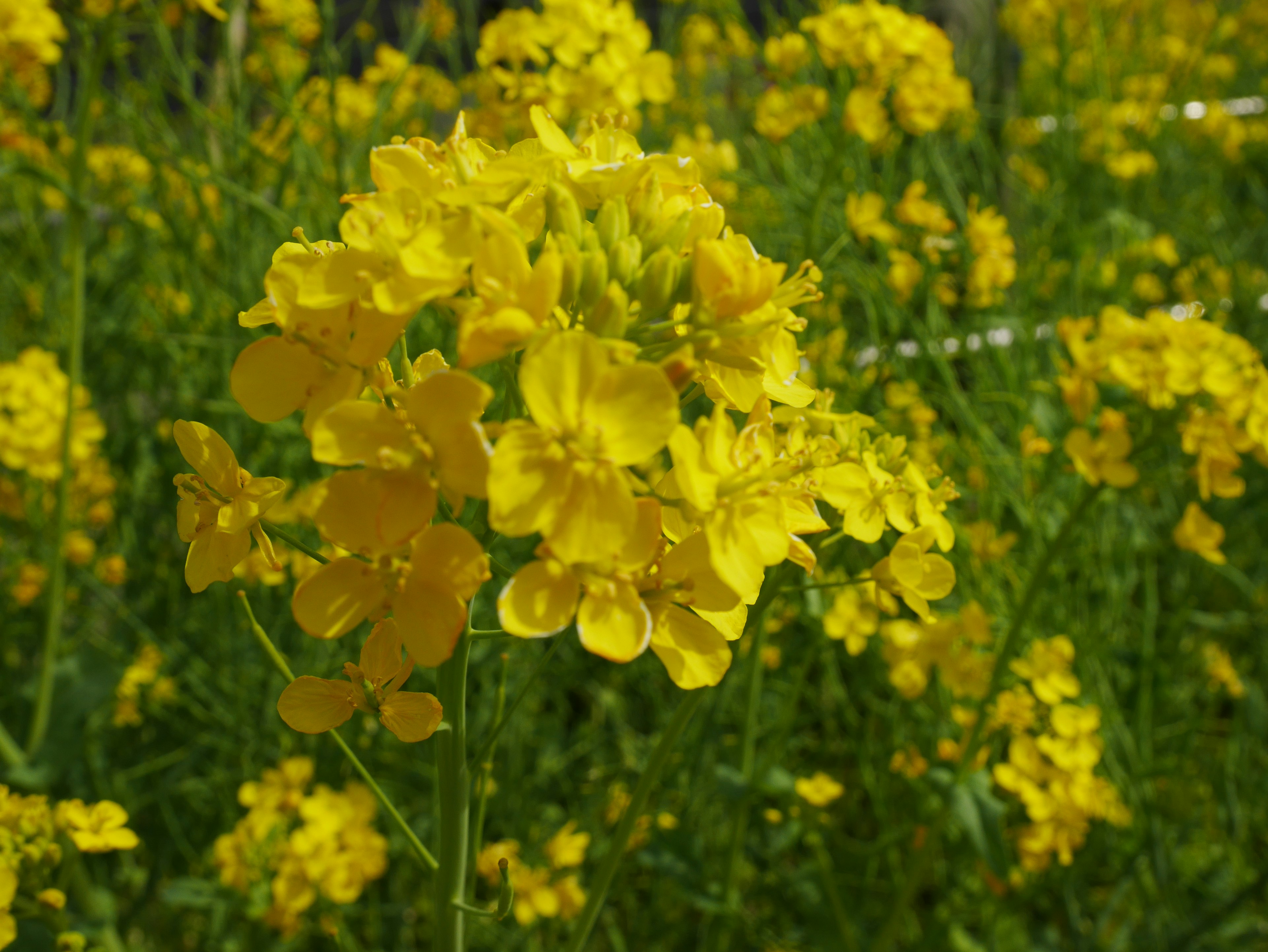 Gambar yang memfokuskan pada bunga kuning cerah di ladang