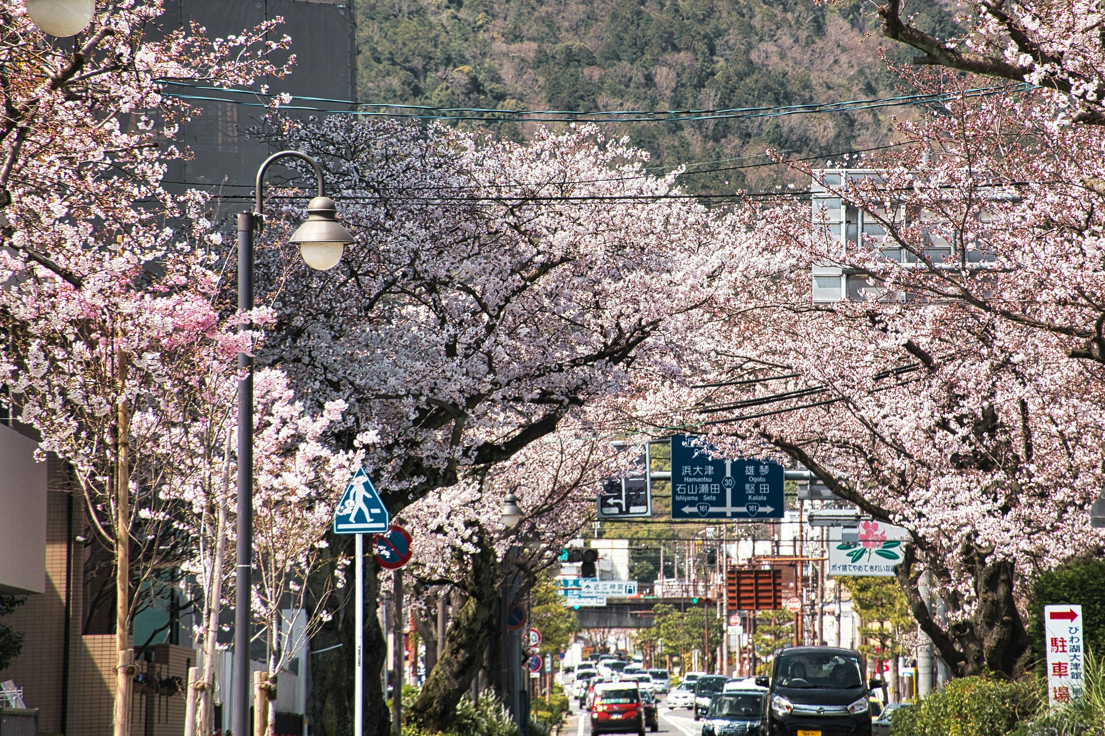 Pohon sakura di sepanjang jalan dengan bunga mekar dan rambu lalu lintas