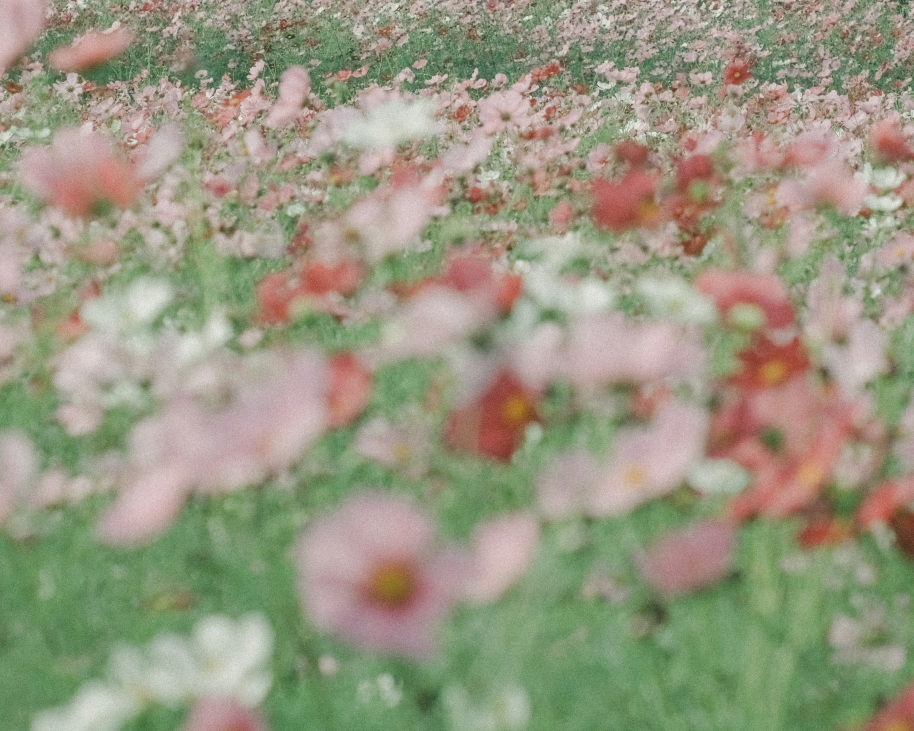 Vue floue d'un vaste champ rempli de fleurs colorées en fleurs