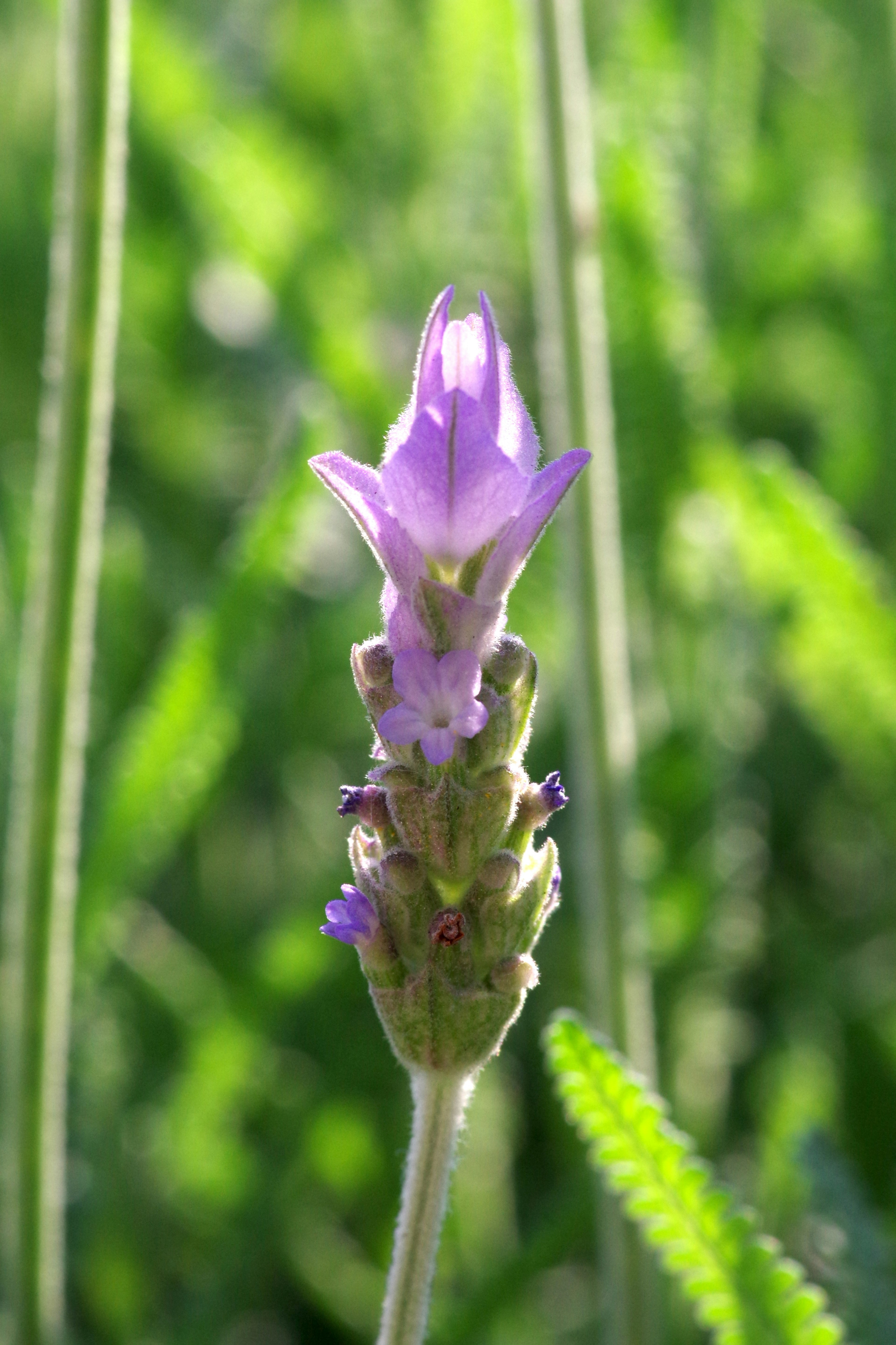 Primo piano di una pianta di lavanda con fiori viola