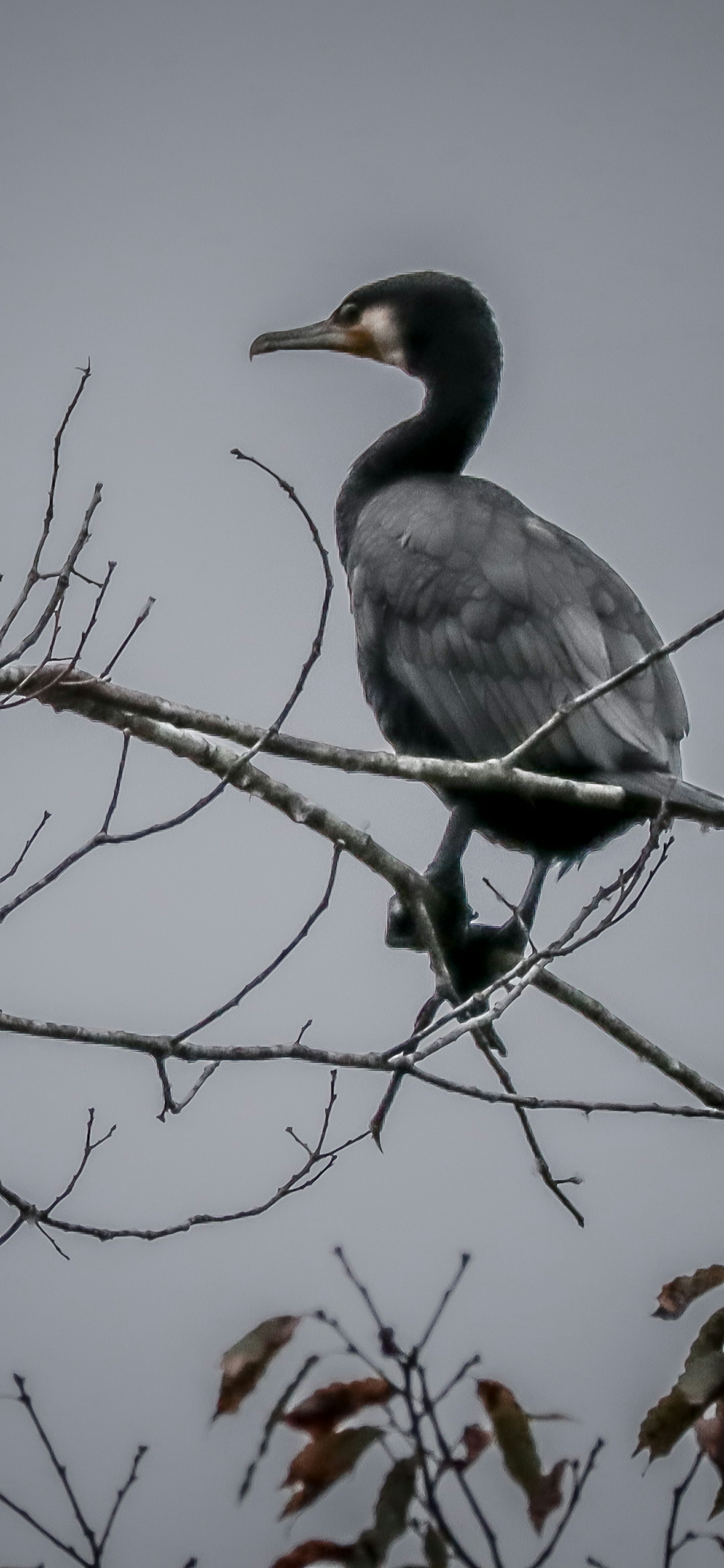 木の枝に止まるカワウの鳥の姿