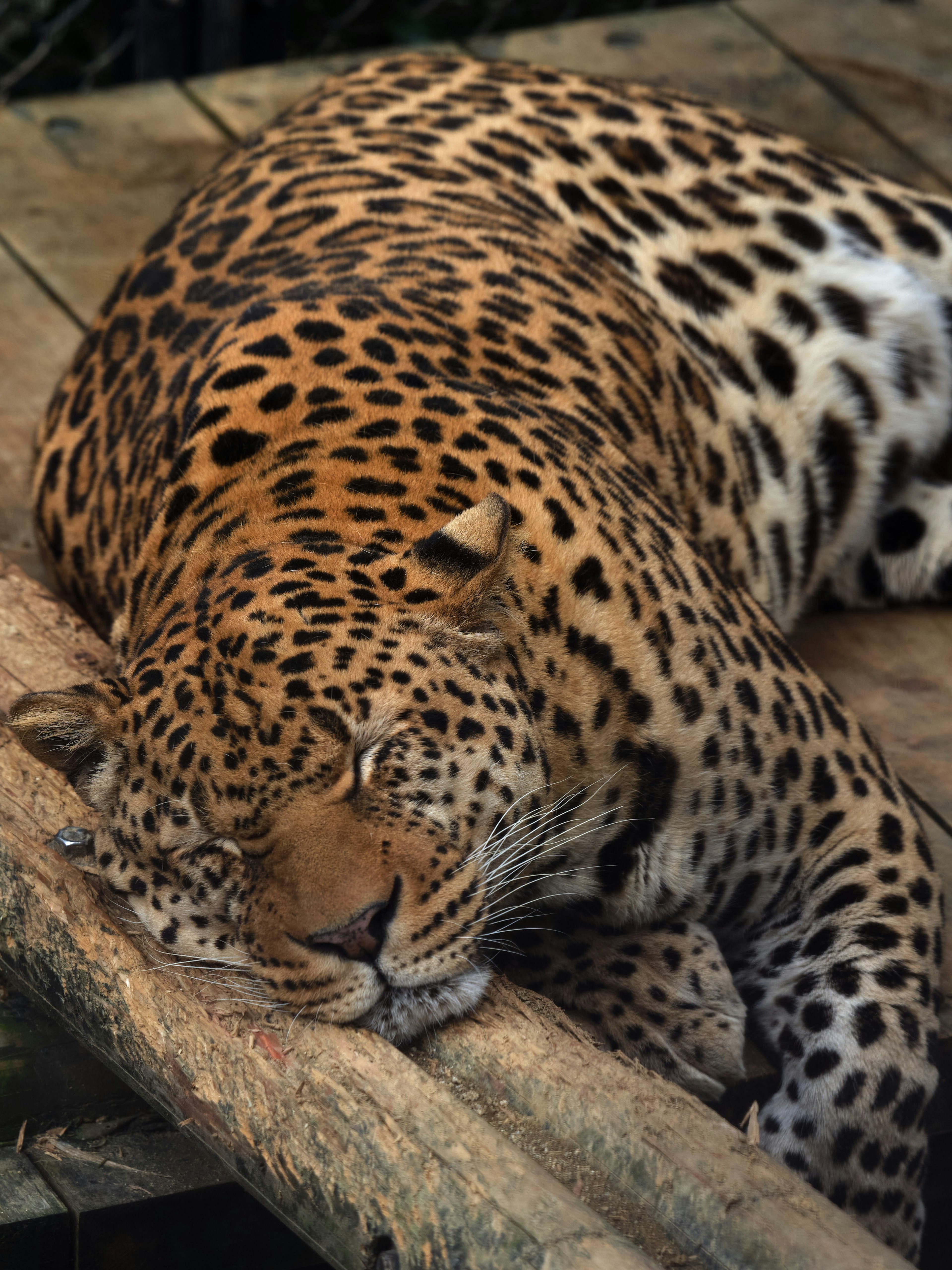 Primo piano di un leopardo addormentato che mostra il suo pelo maculato distintivo appoggiato su una superficie in legno naturale