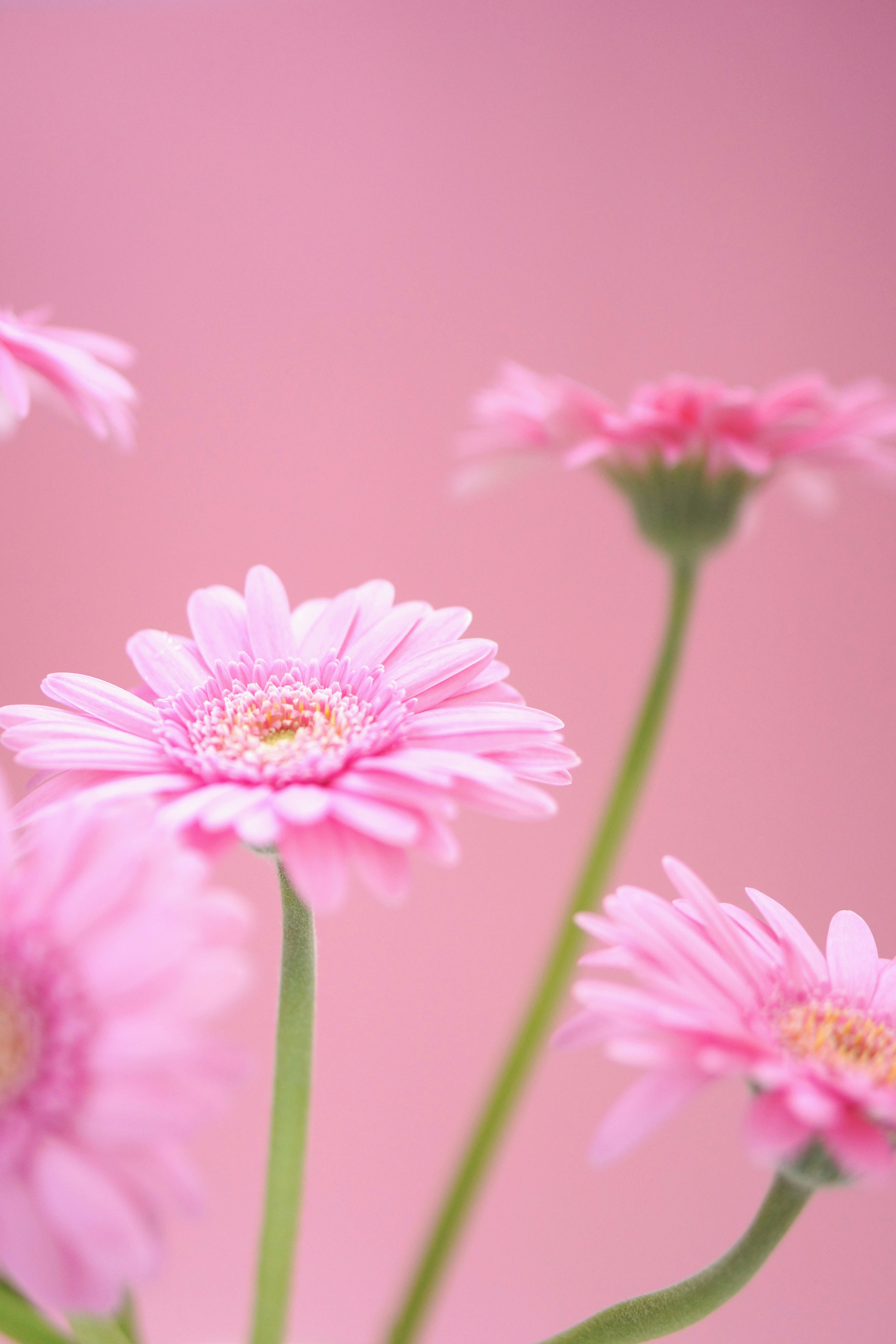 Adorabili fiori di gerbera che sbocciano su uno sfondo rosa chiaro