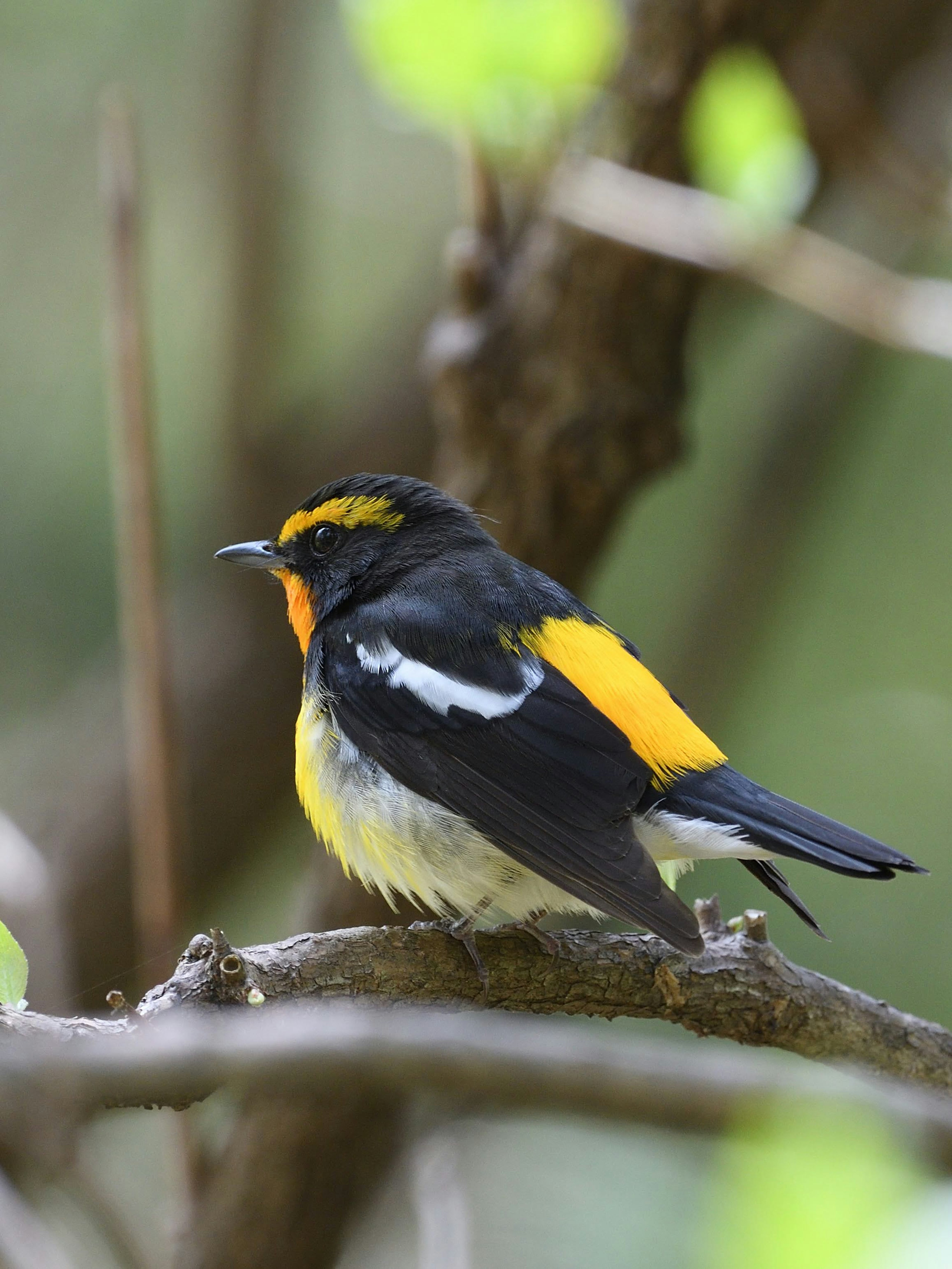 Ein kleiner Vogel mit leuchtend gelben und schwarzen Federn, der auf einem Ast sitzt