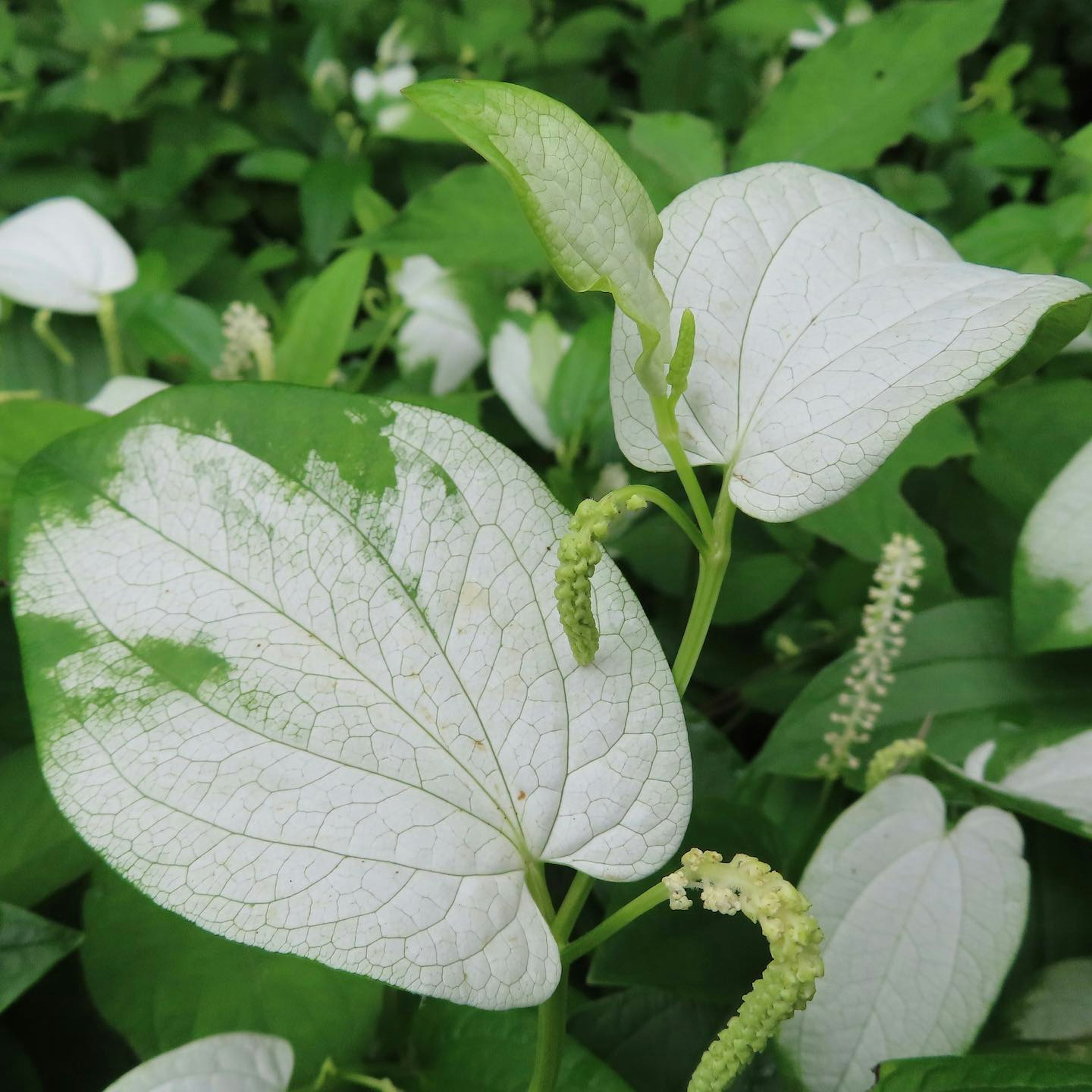 緑の葉に白い斑点がある植物のクローズアップ