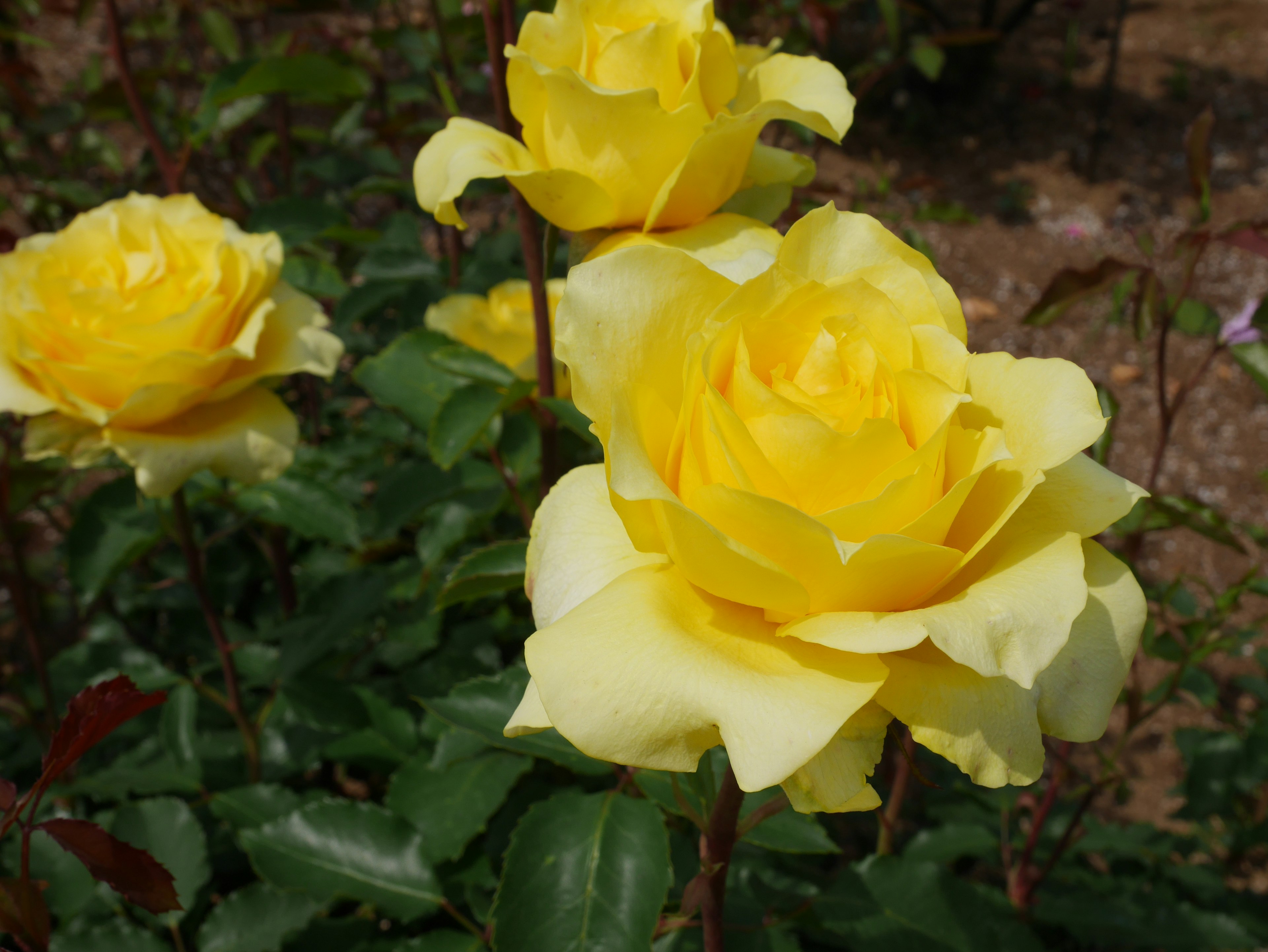 Close-up of yellow roses in full bloom against green leaves