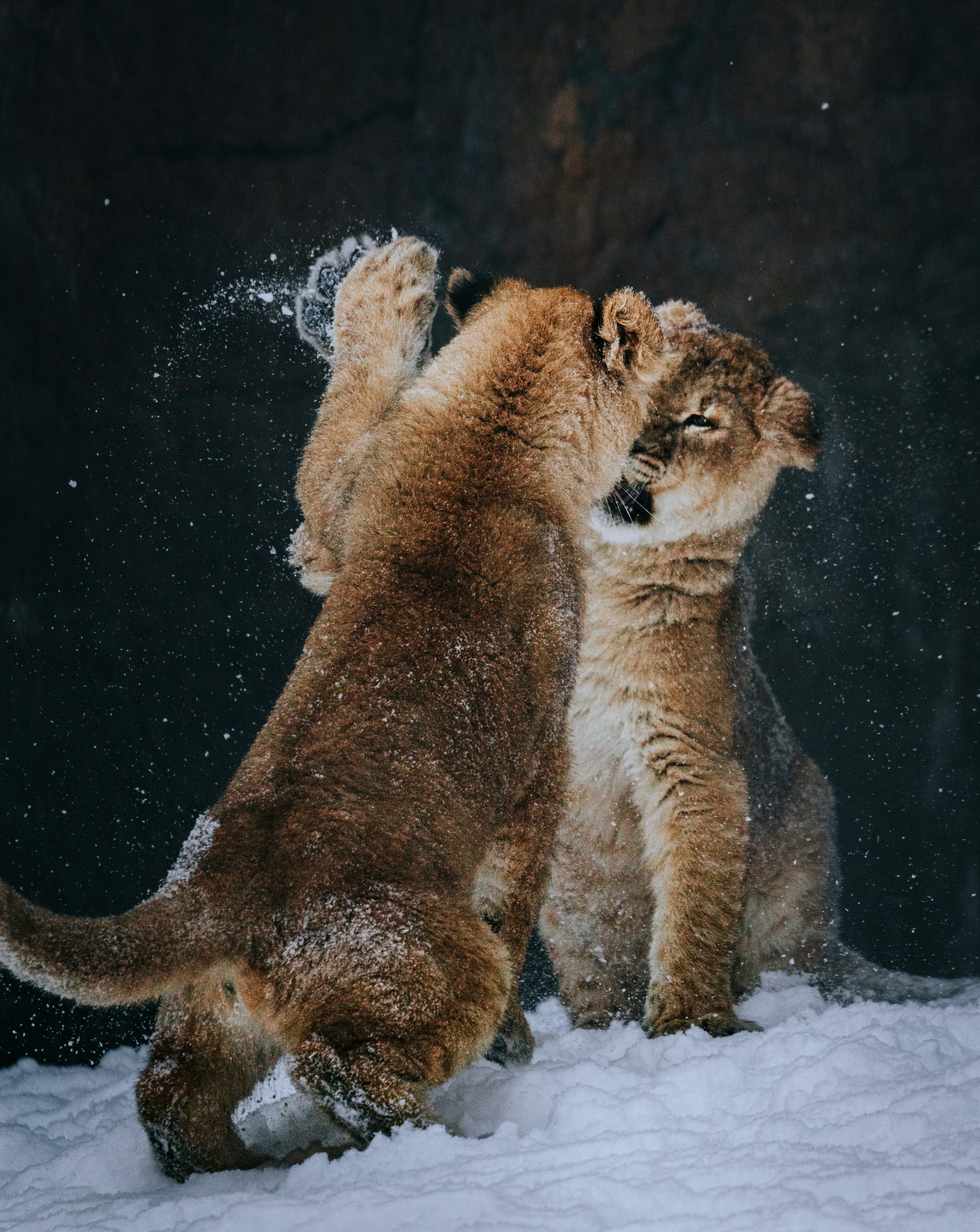 Deux lionceaux jouant dans la neige