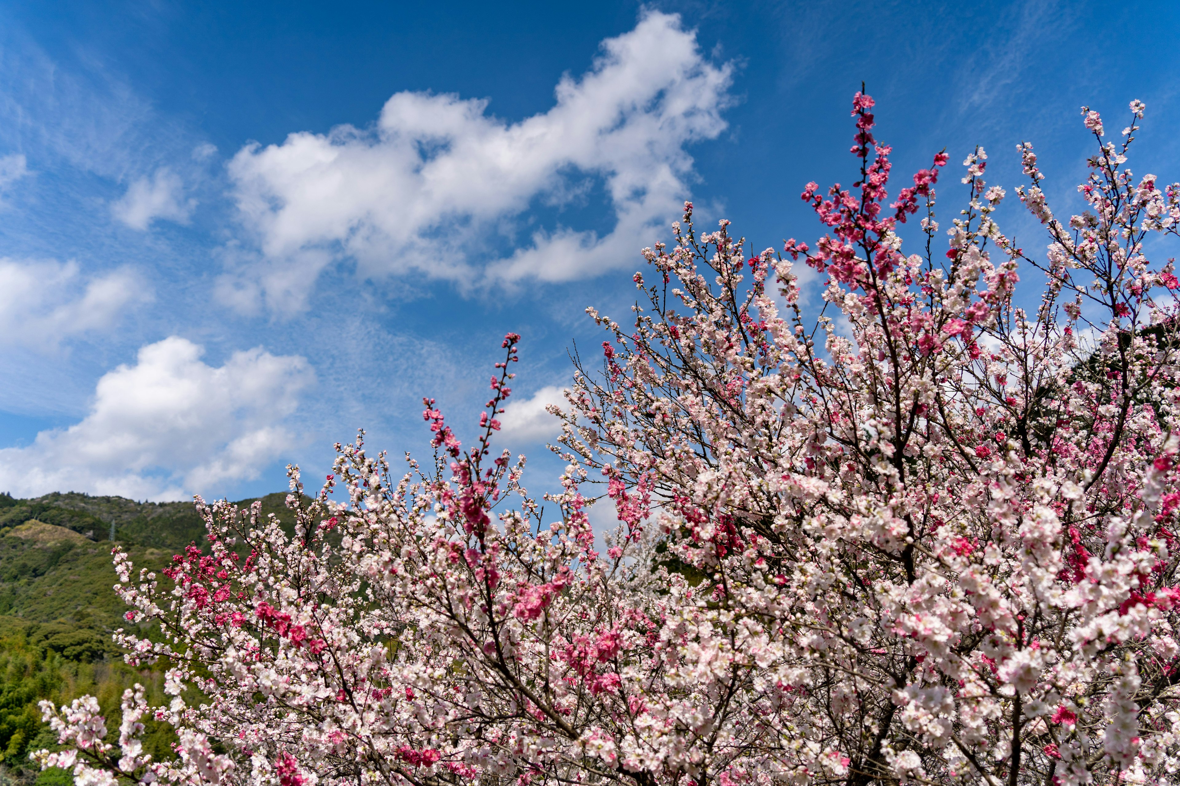 青空と白い雲を背景に咲く桜の花