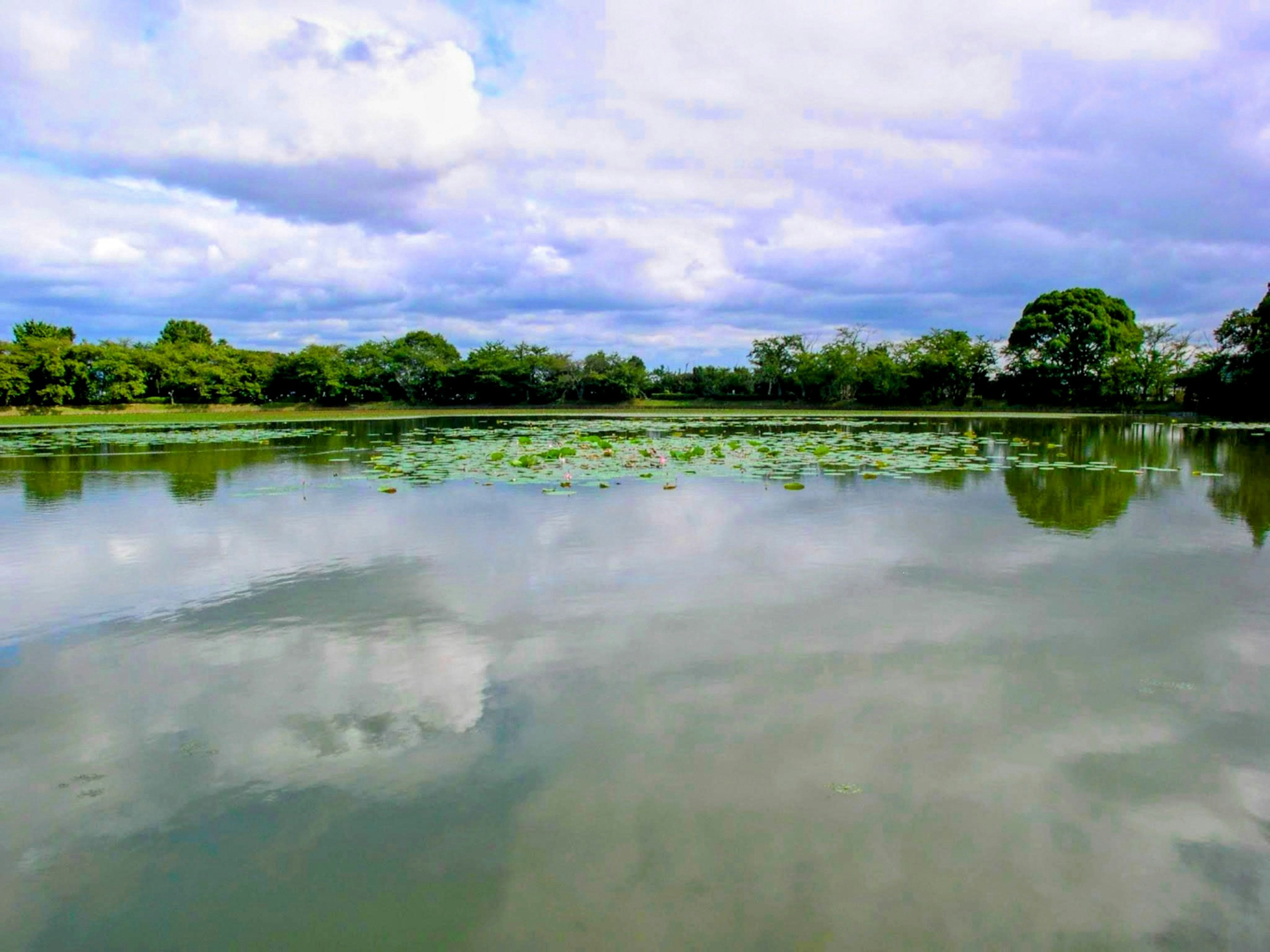 Lago tranquilo reflejando el cielo azul con plantas verdes flotantes