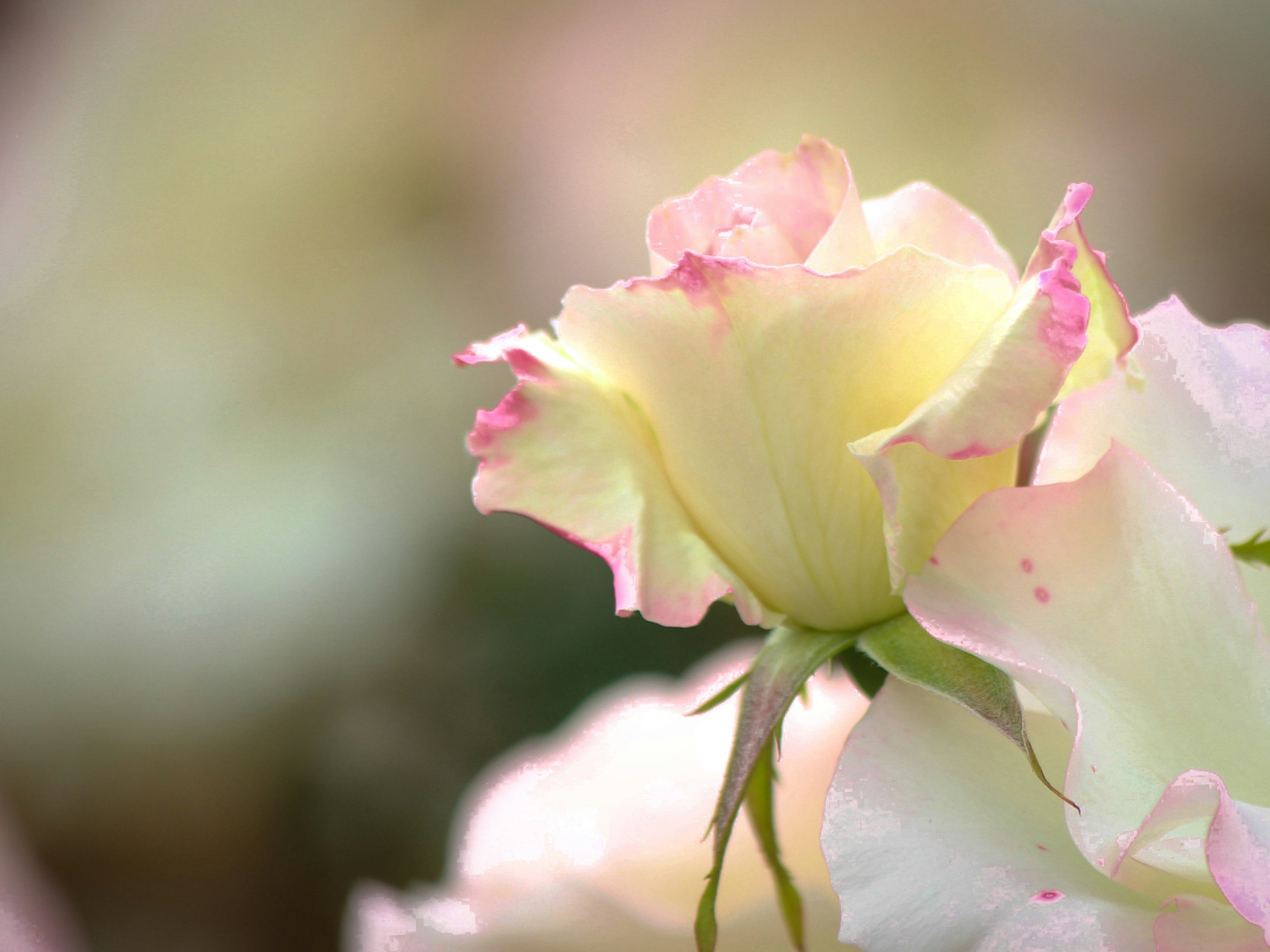 Nahaufnahme einer sanft gefärbten Rose mit zarten rosa Rändern