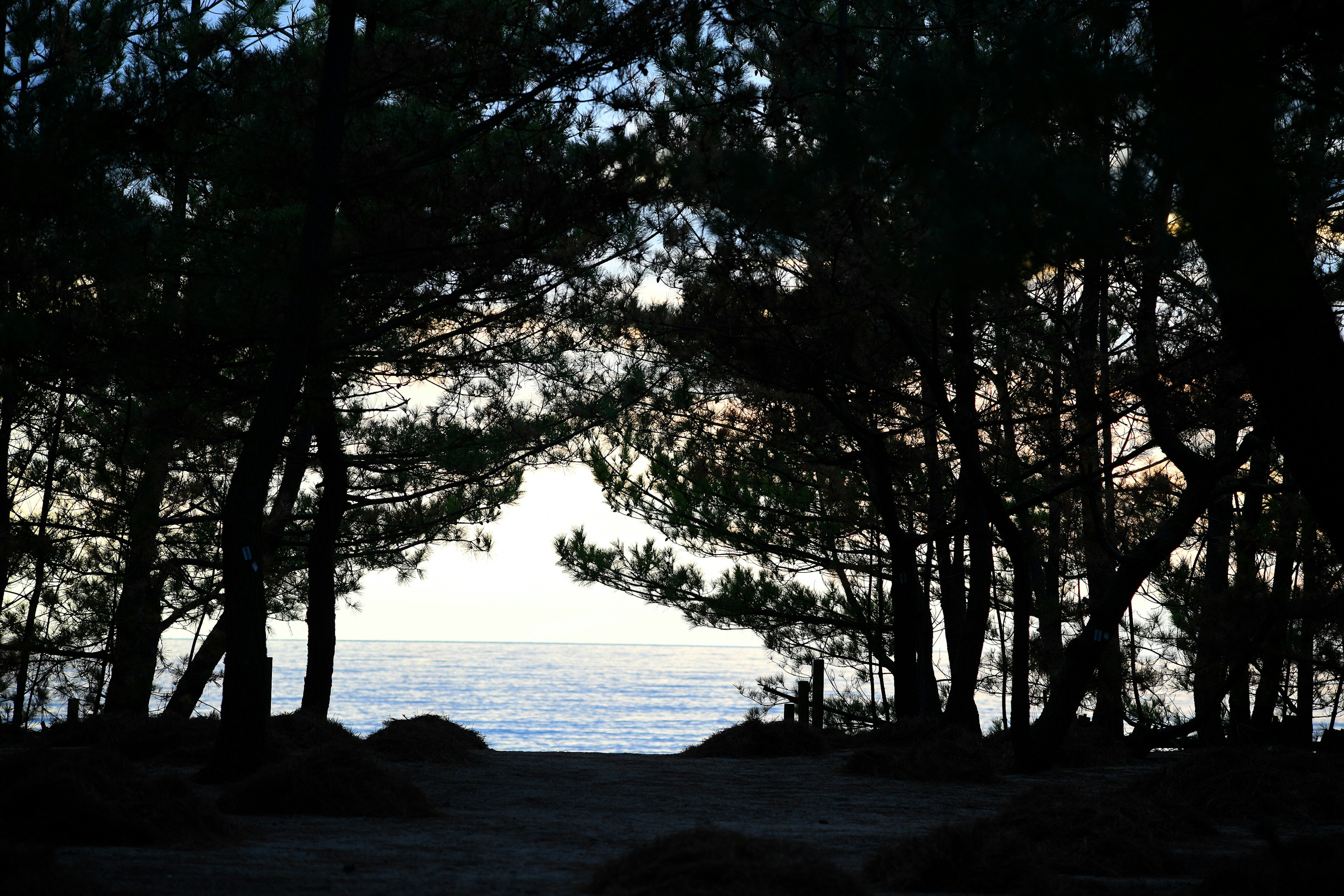 Silhouette of trees overlooking the sea