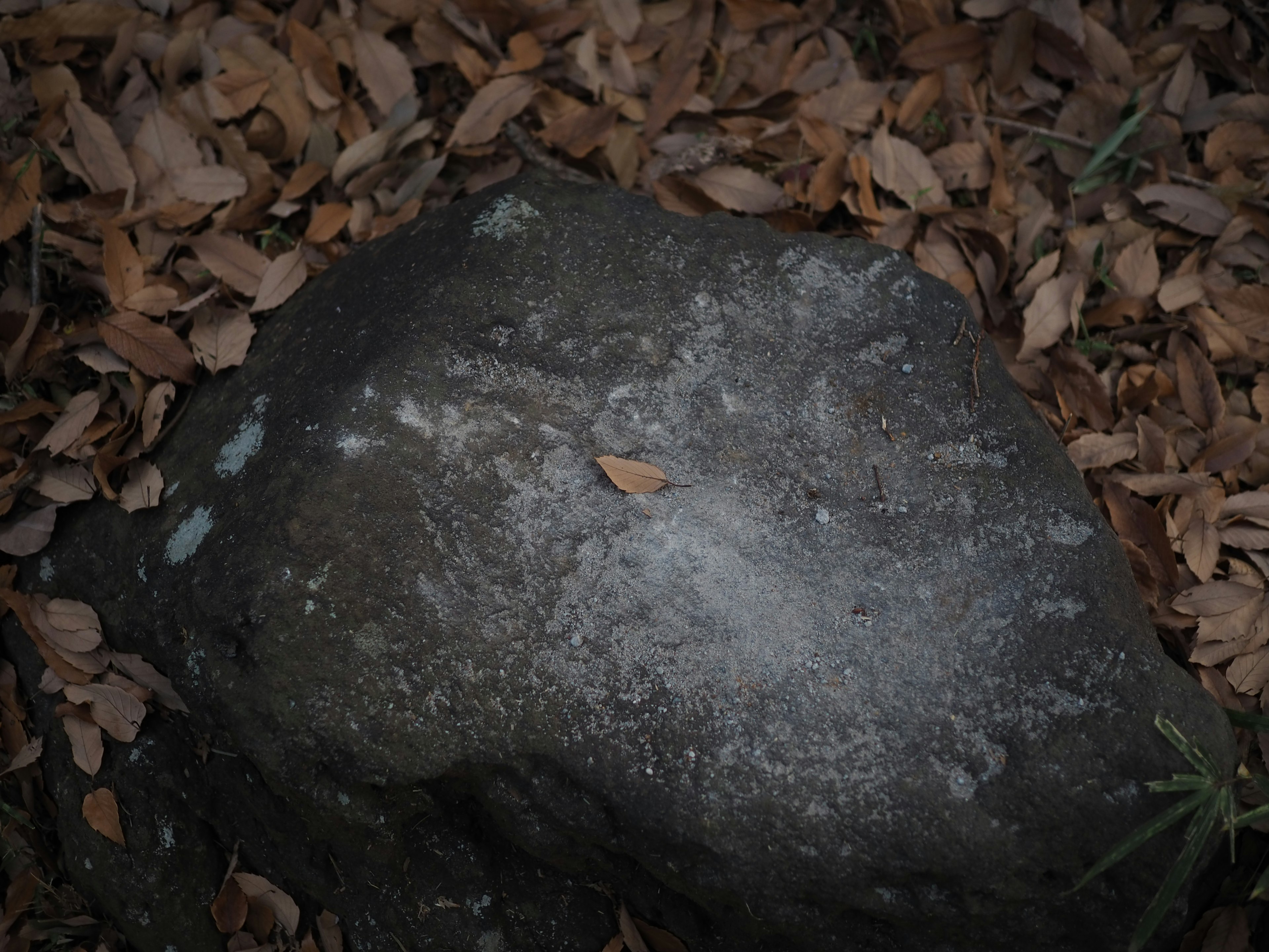 Large rock surrounded by fallen leaves on the ground