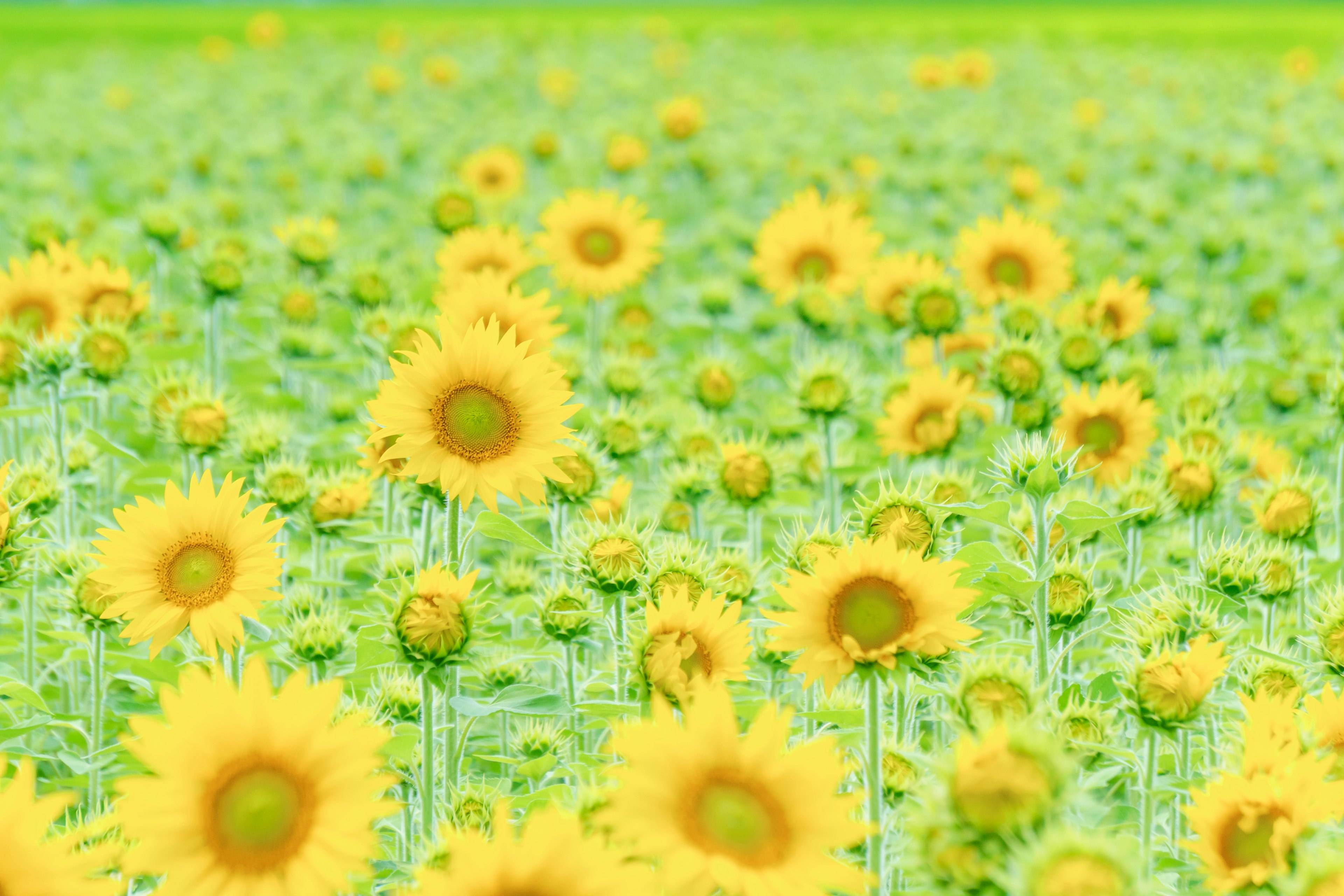 Vibrant sunflower field with bright yellow flowers and green leaves