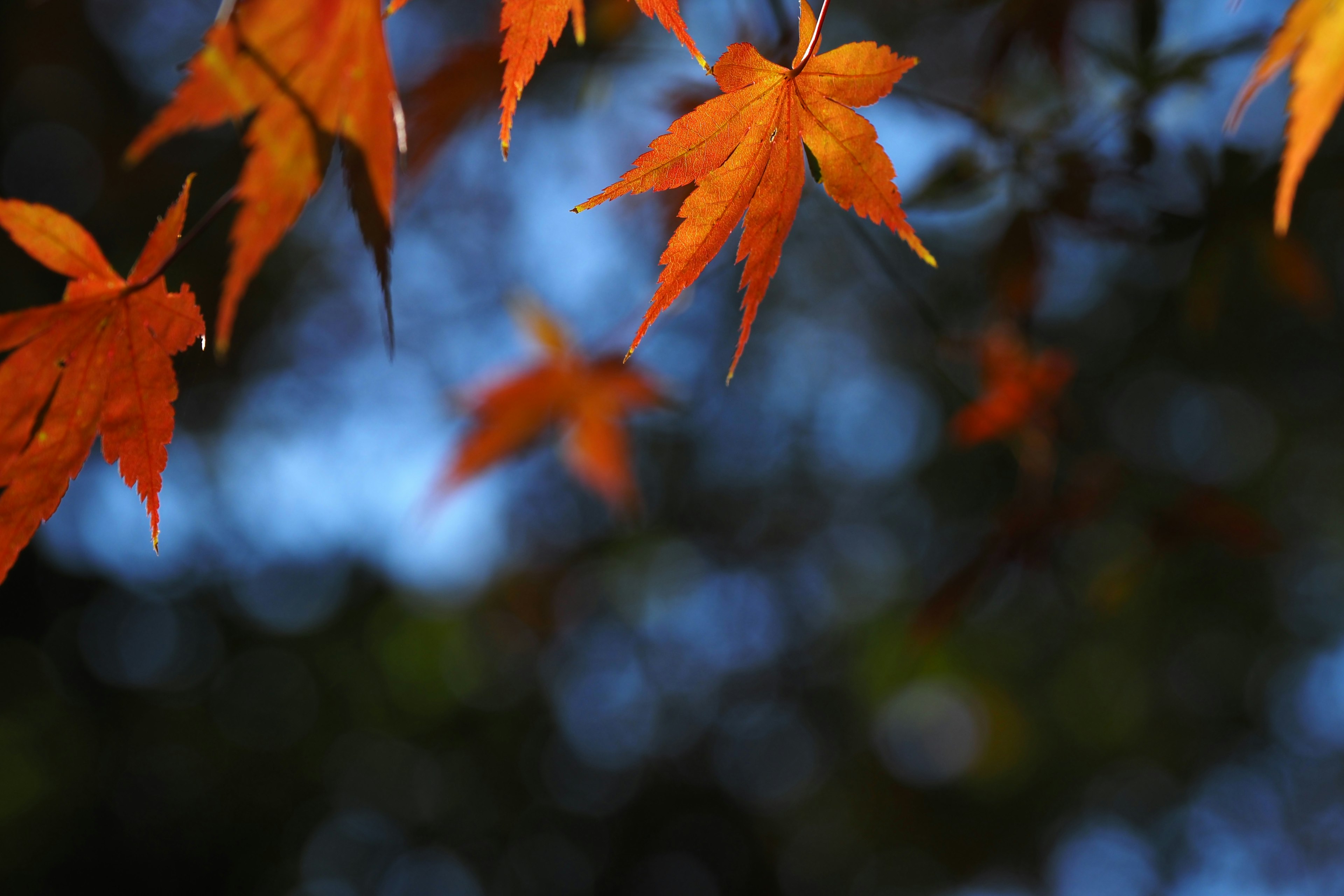 ภาพสวยของใบไม้ฤดูใบไม้ร่วงบนพื้นหลังสีน้ำเงิน