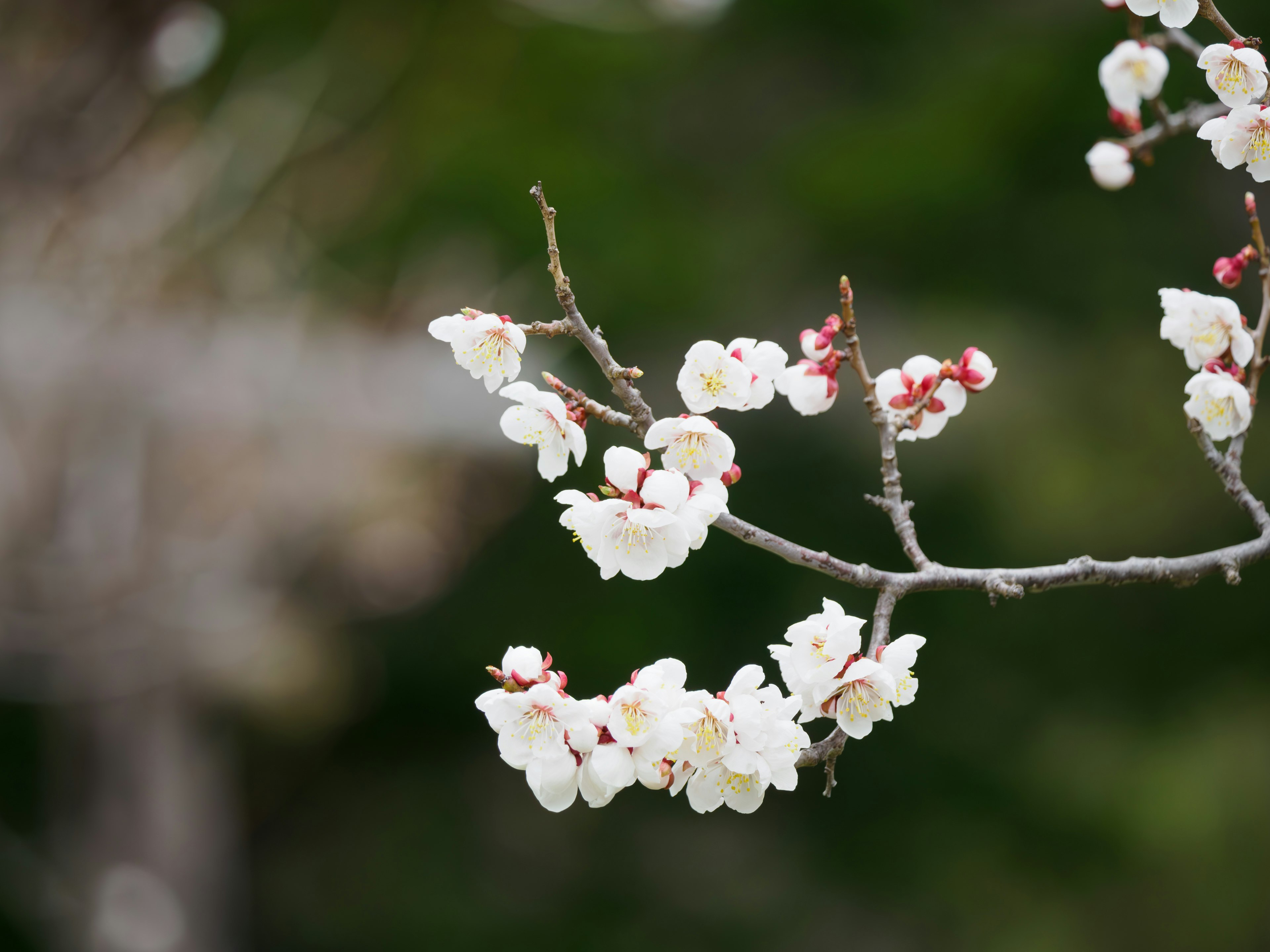 Close-up of a branch with white flowers against a green background