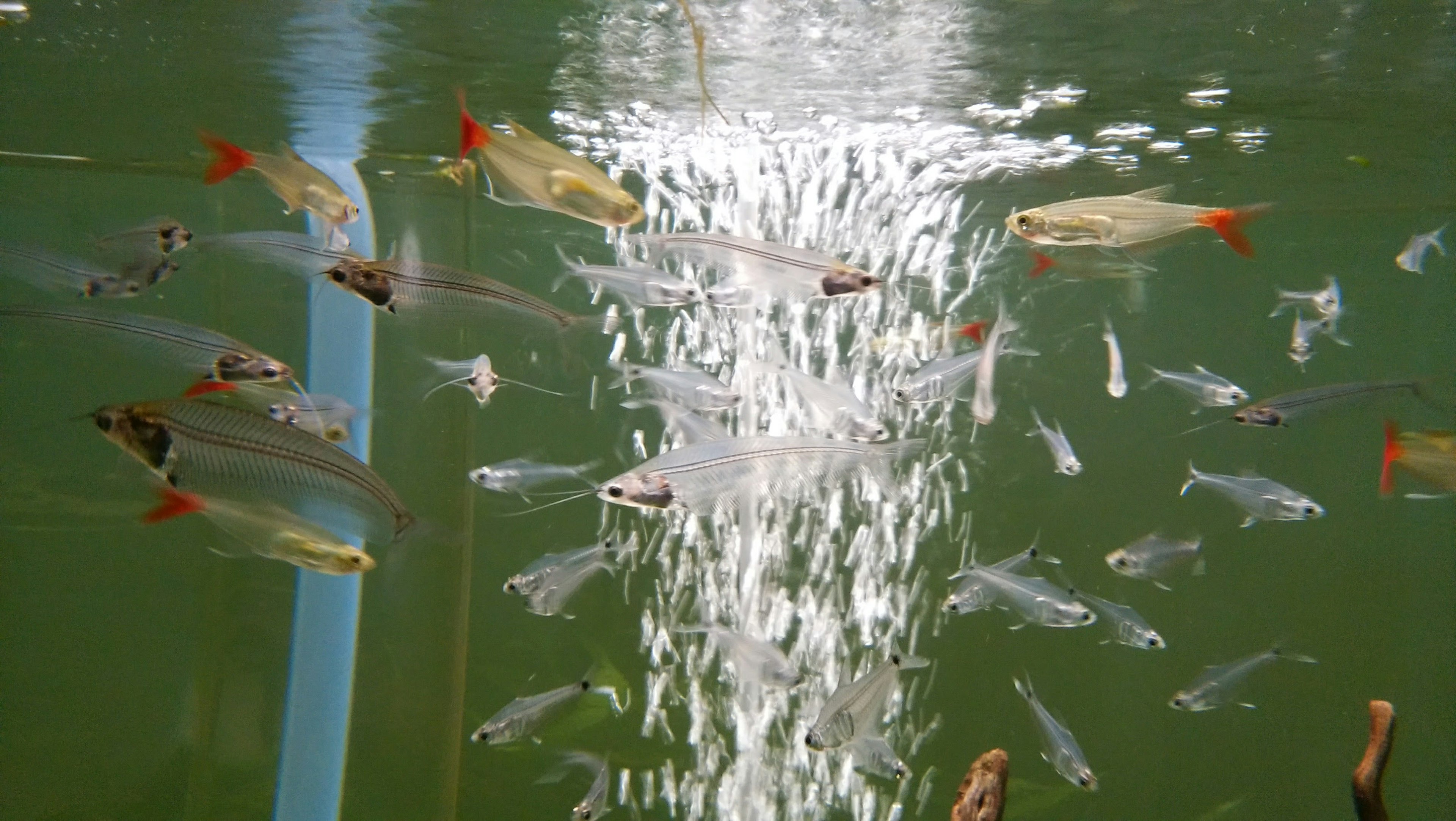 A variety of fish swimming in water with bubbles rising