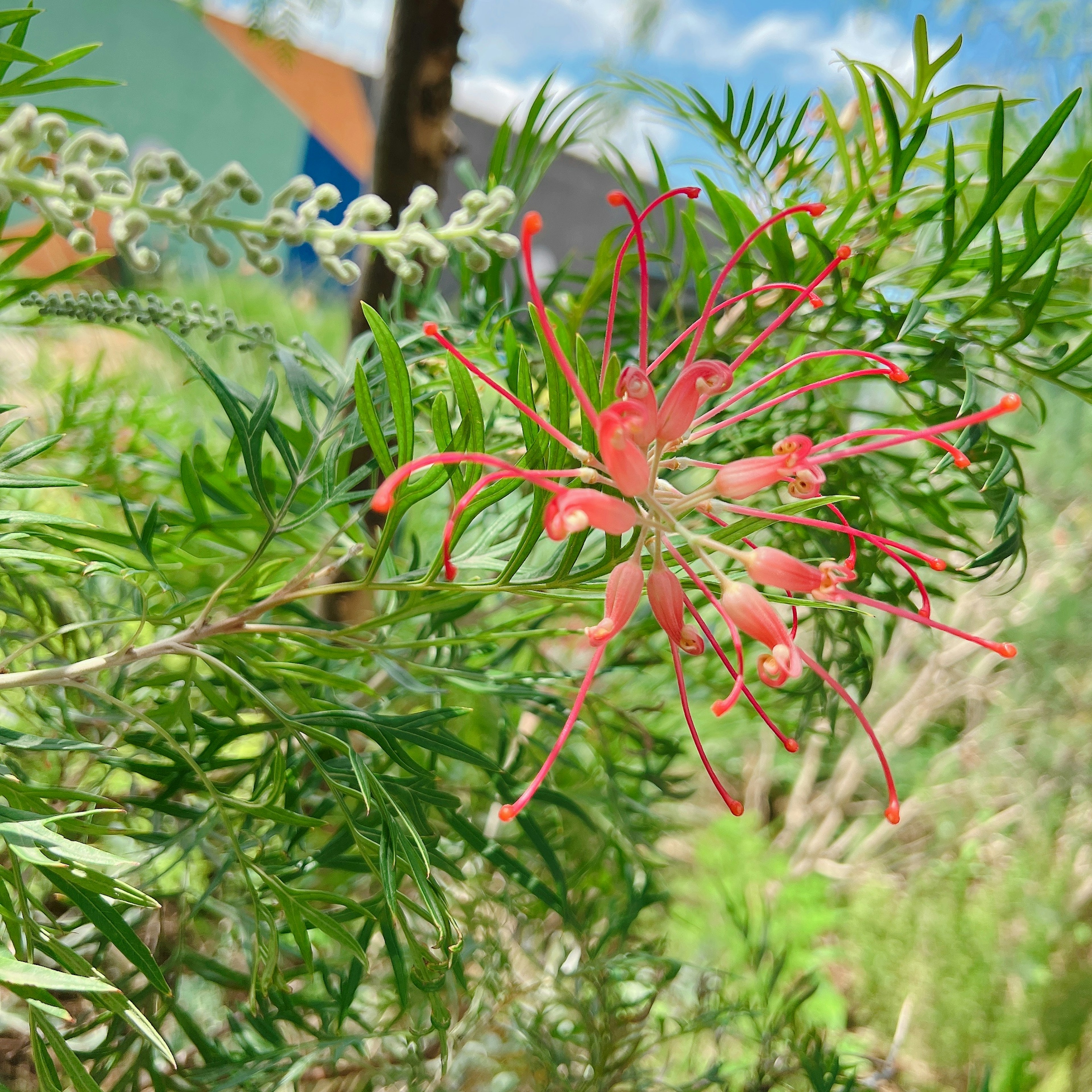 鮮やかな赤い花が咲く植物のクローズアップ 背景には緑の葉と青空