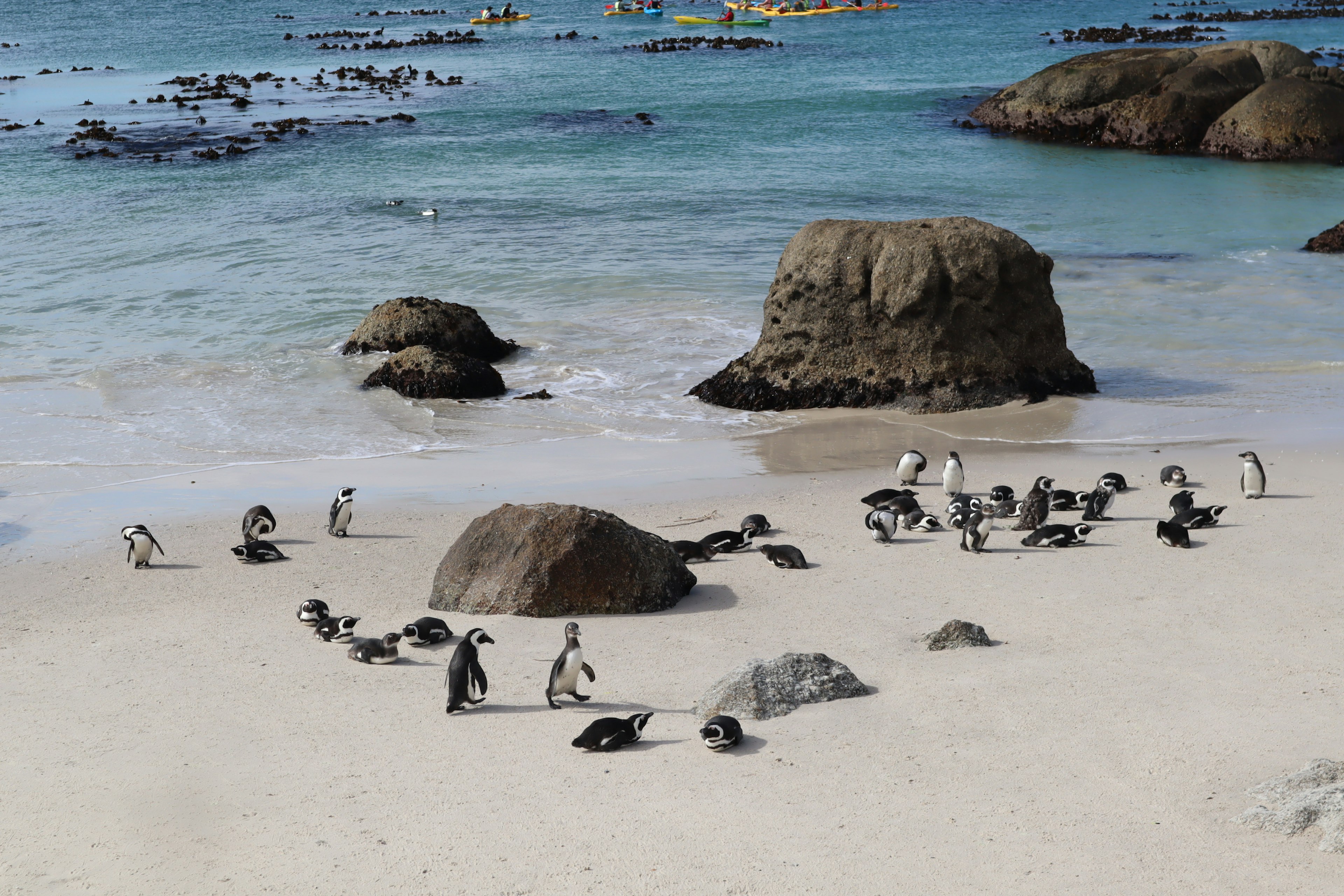 A scene of penguins gathered near rocks on a beach