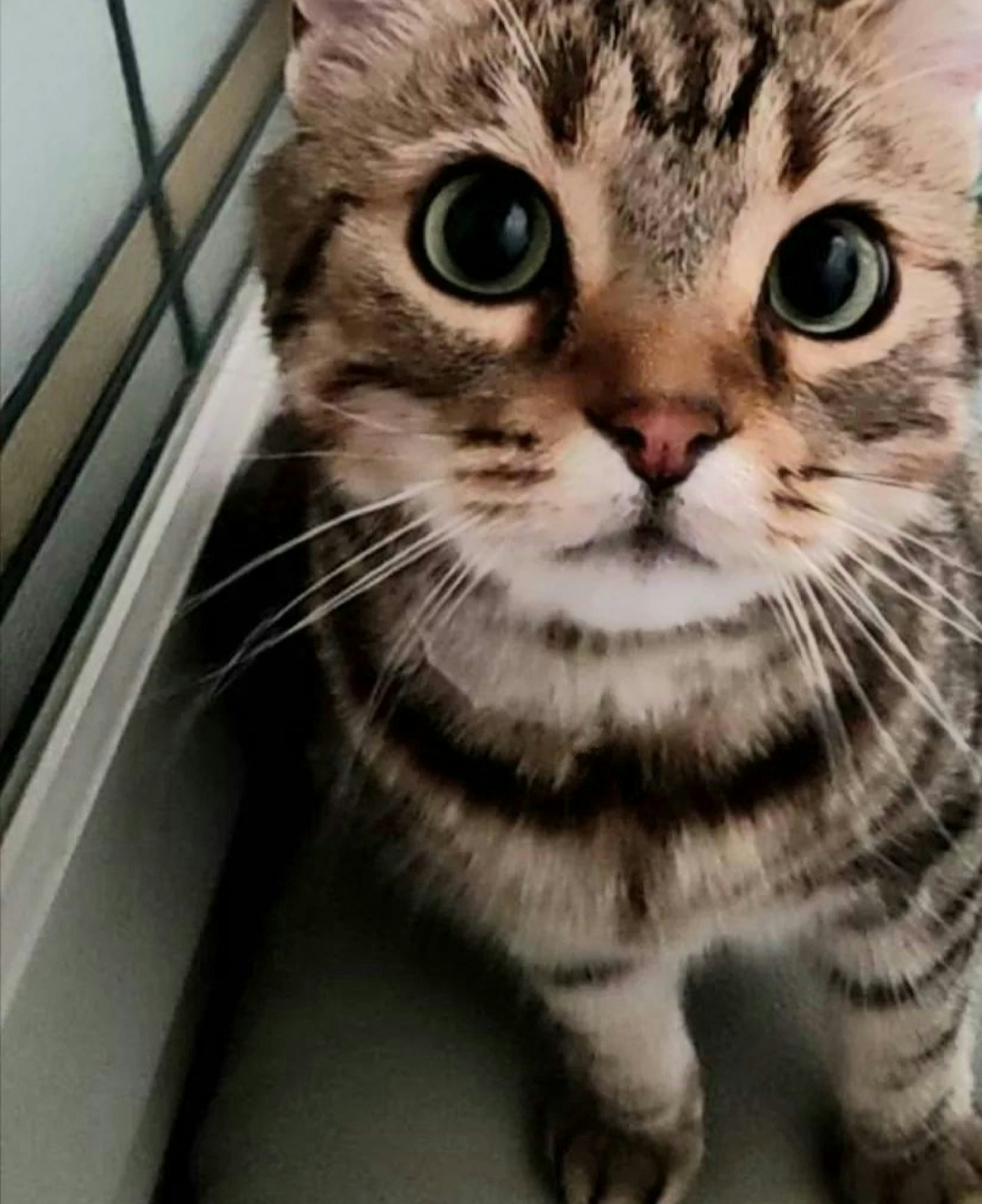 A cute cat looking directly at the camera