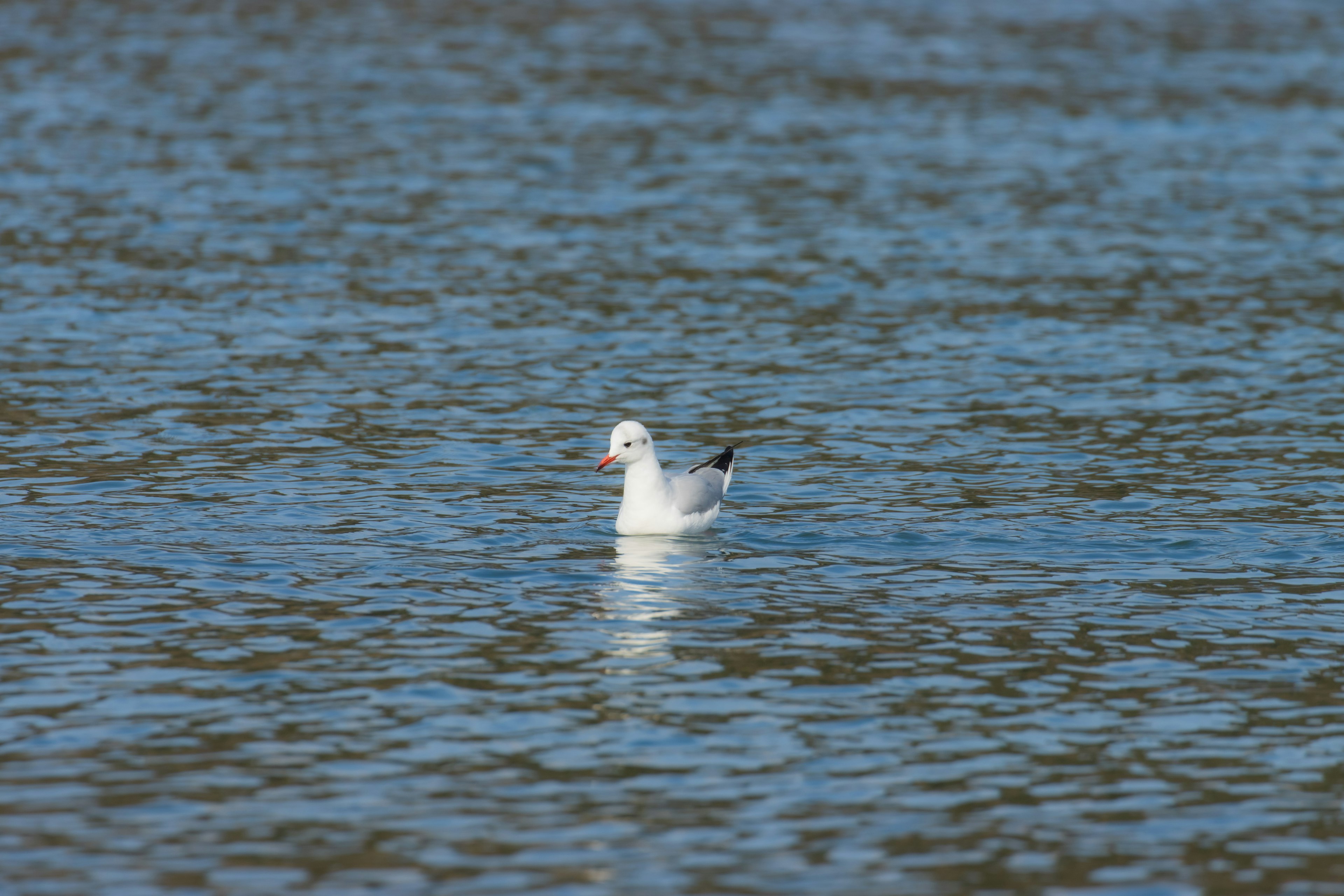 Un gabbiano bianco che galleggia sulla superficie dell'acqua