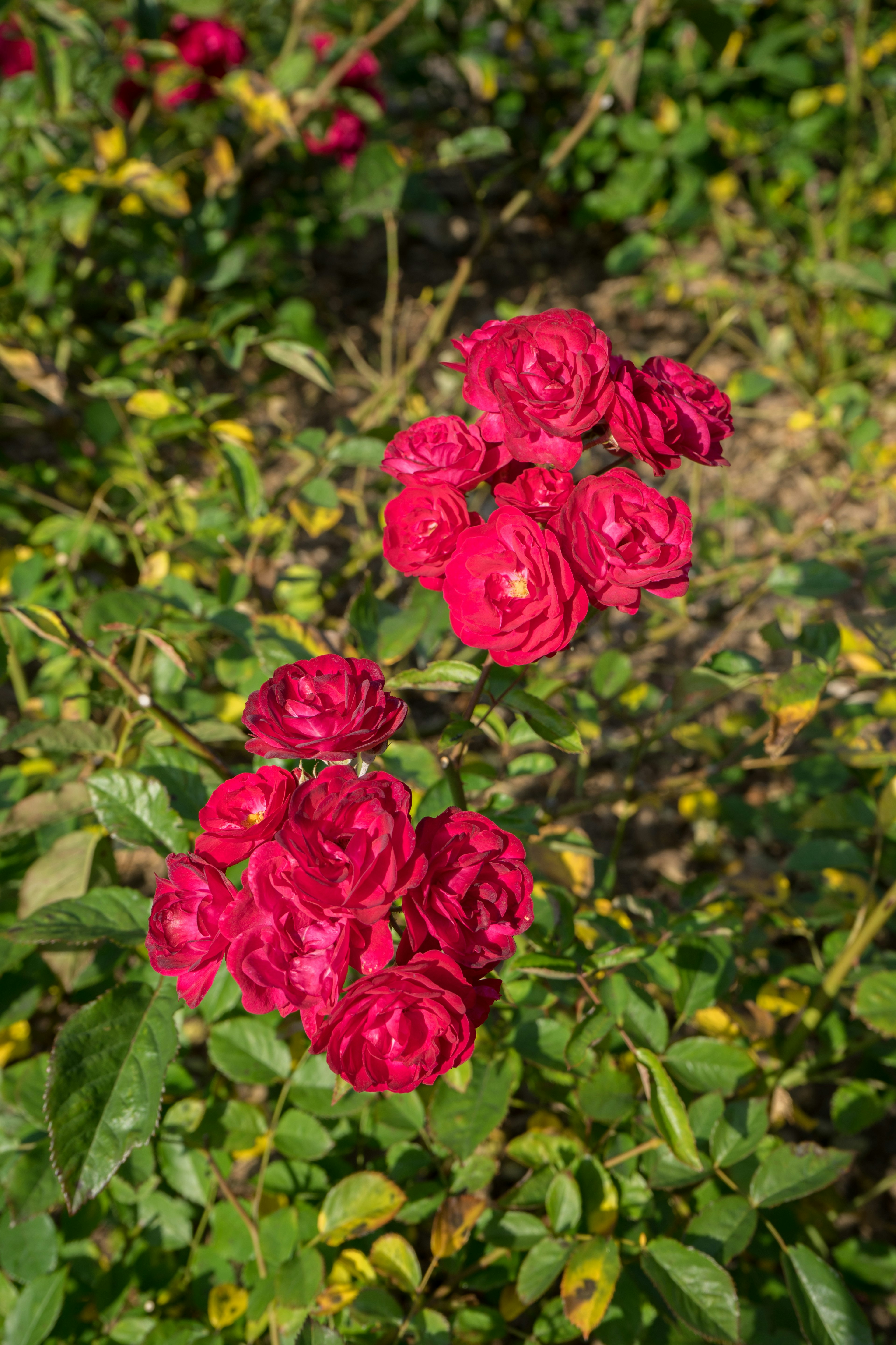 赤いバラの花が茂った緑の葉の中に咲いている