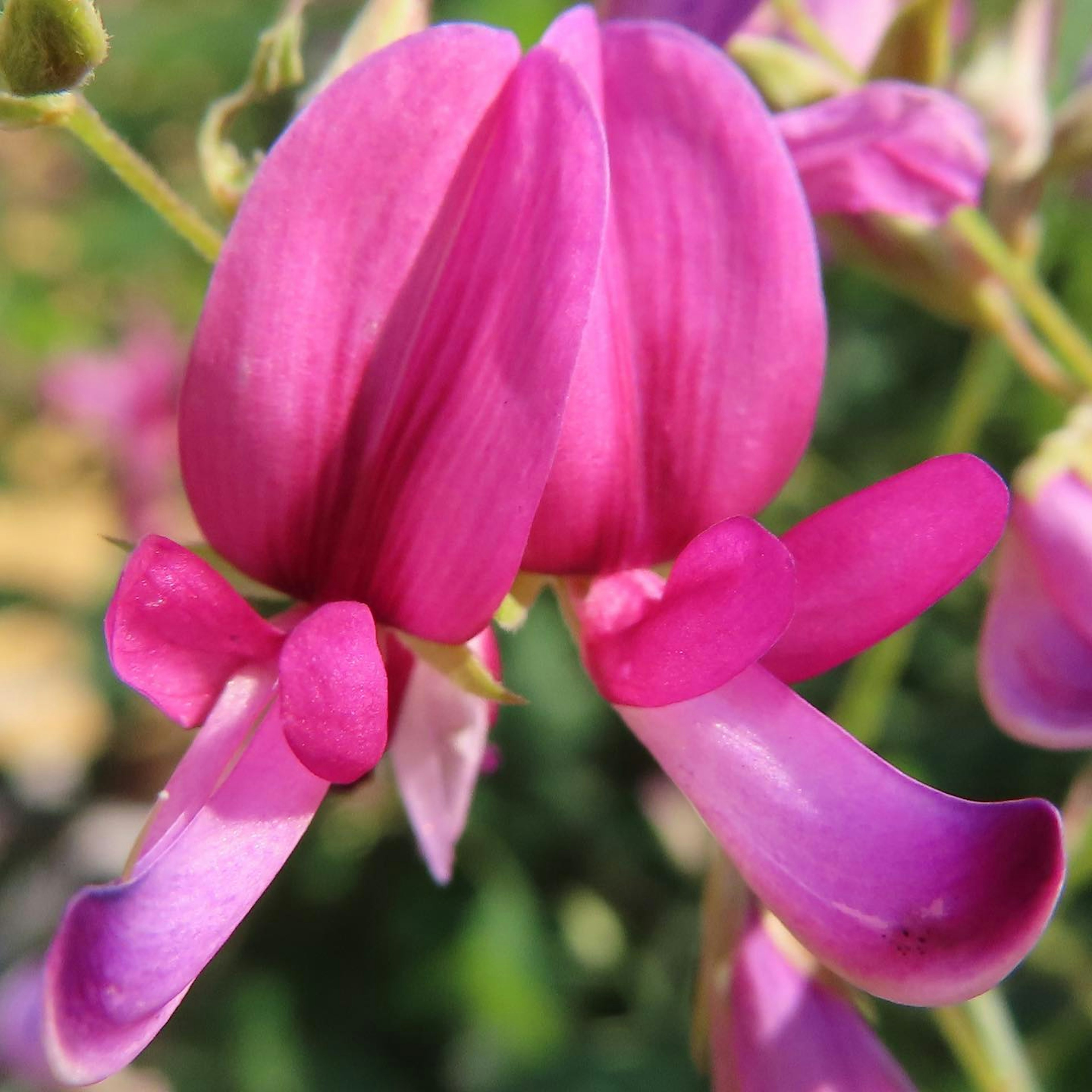 Nahaufnahme von lebhaften rosa Blumen in voller Blüte