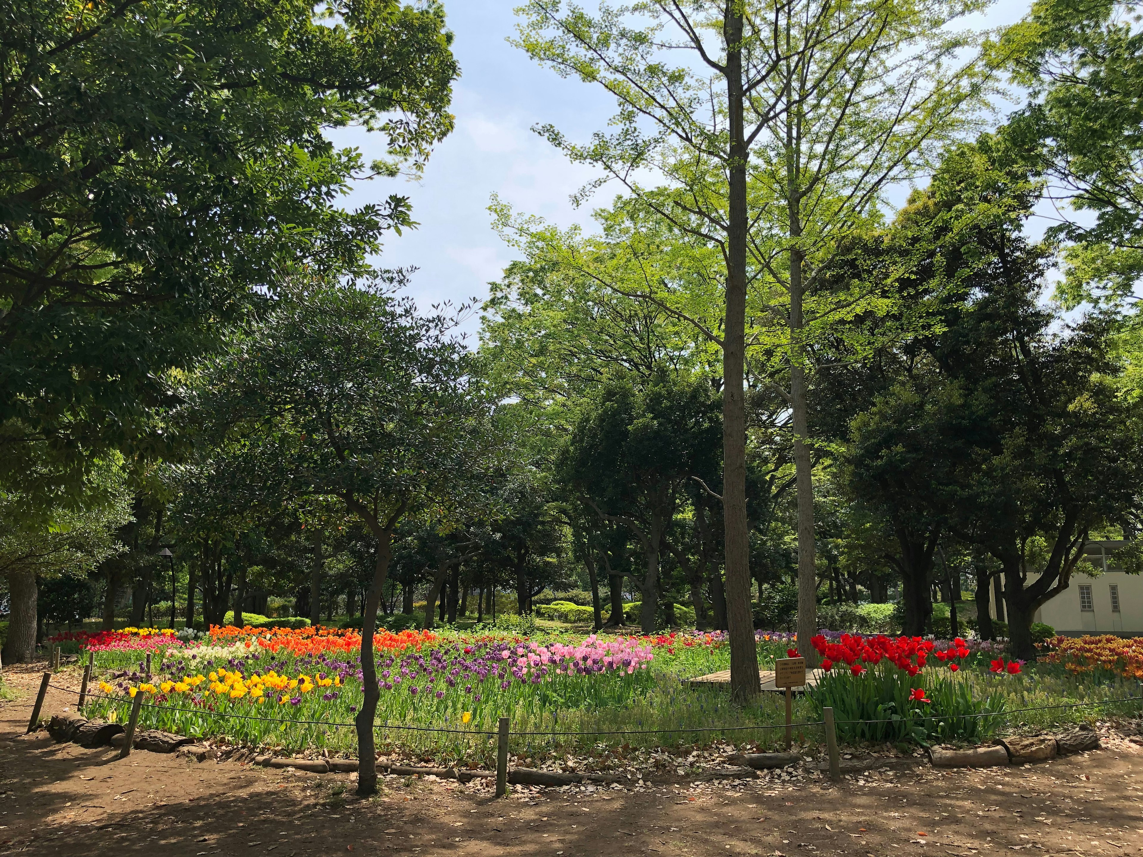 Una escena de parque con flores coloridas rodeadas de árboles verdes