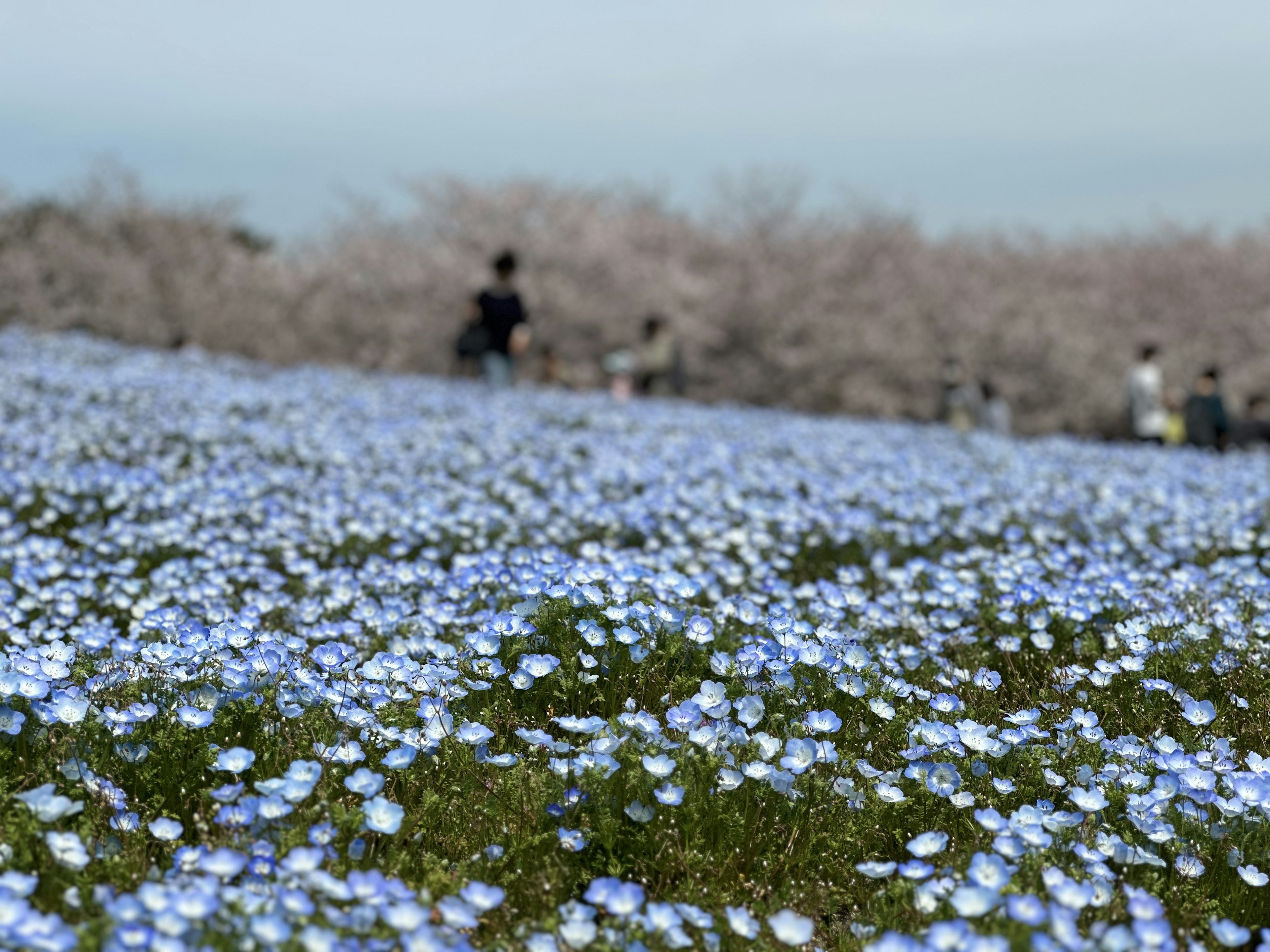 Un paesaggio pieno di fiori blu e silhouette di persone