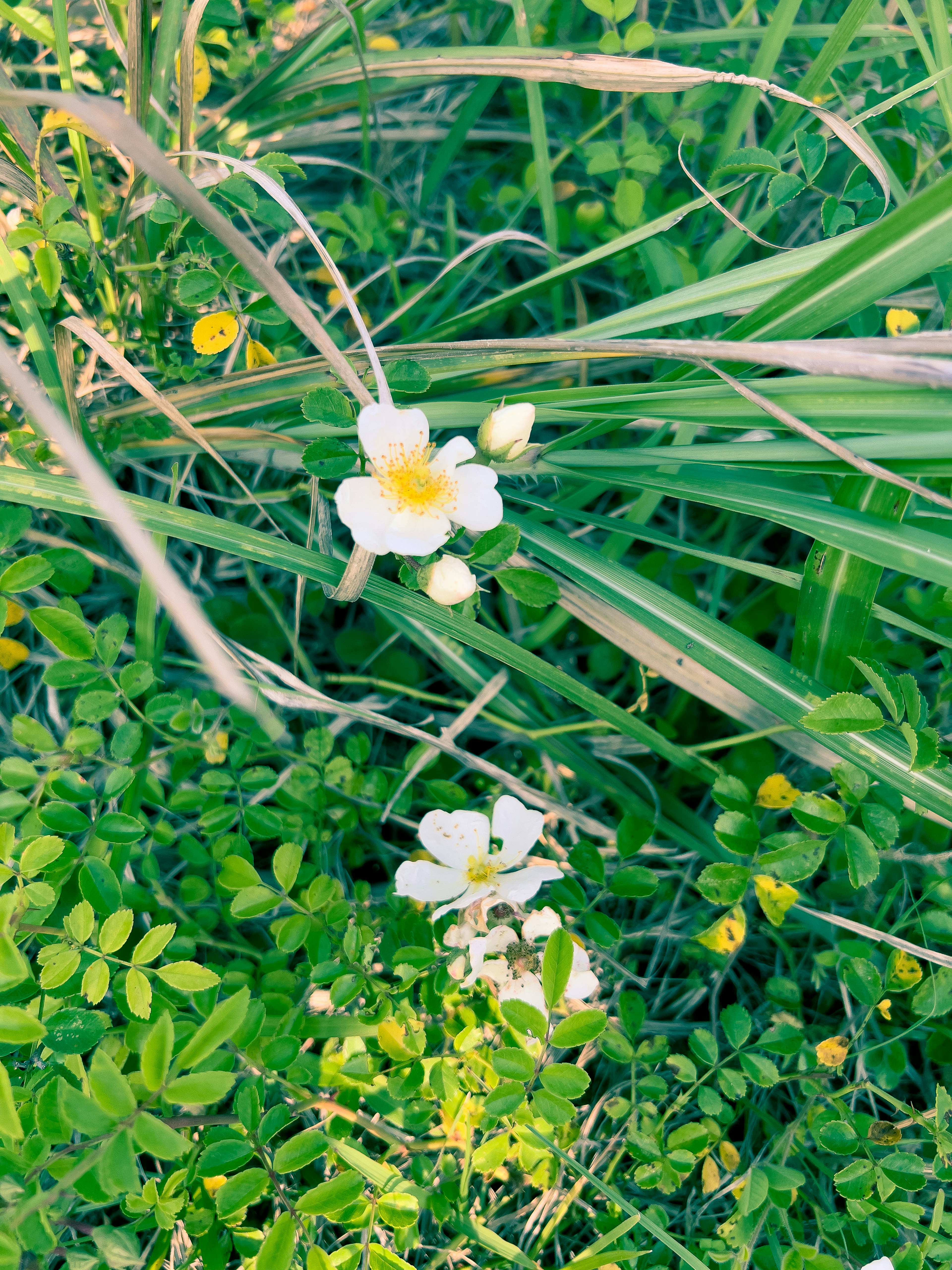 Fiori bianchi che sbocciano tra foglie verdi