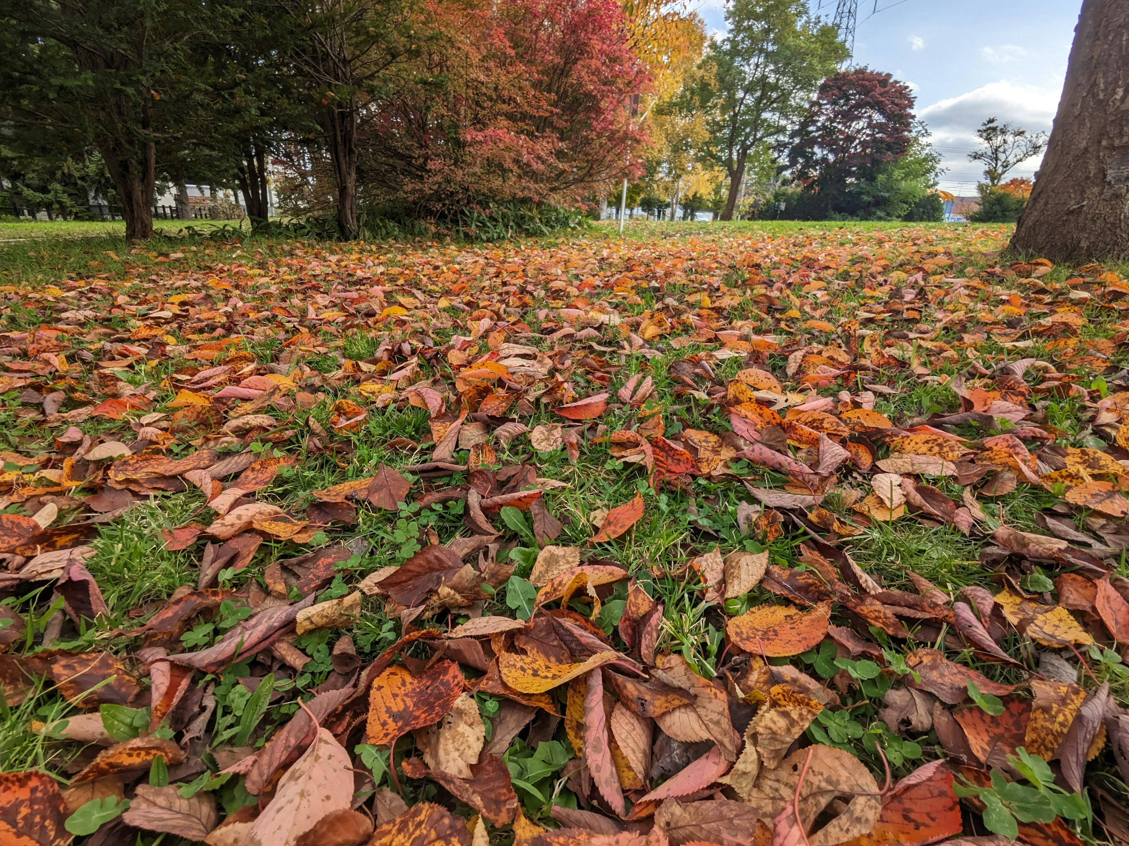 Una escena de parque cubierta de hojas de otoño