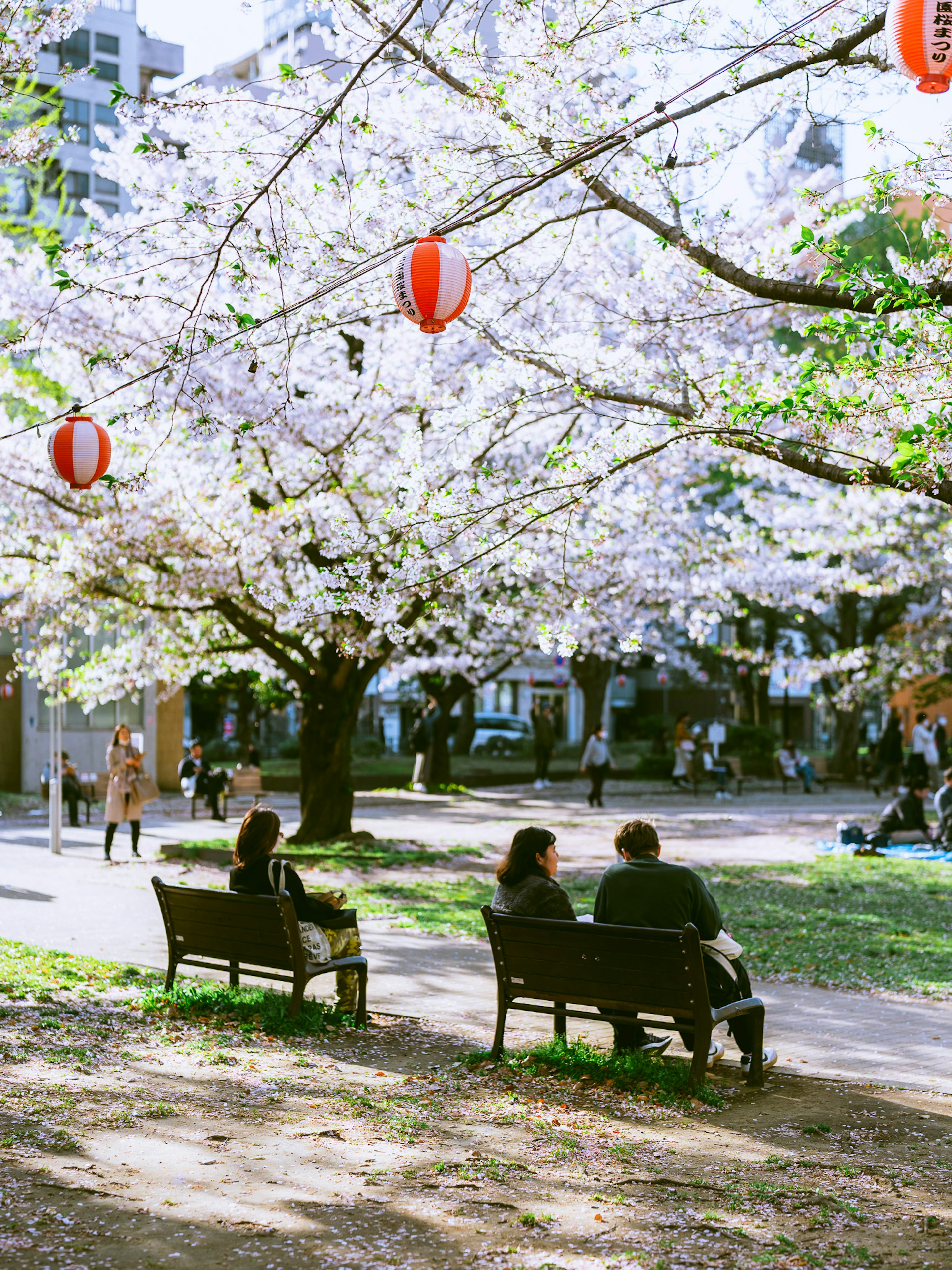 桜の木の下でベンチに座る人々と赤い提灯