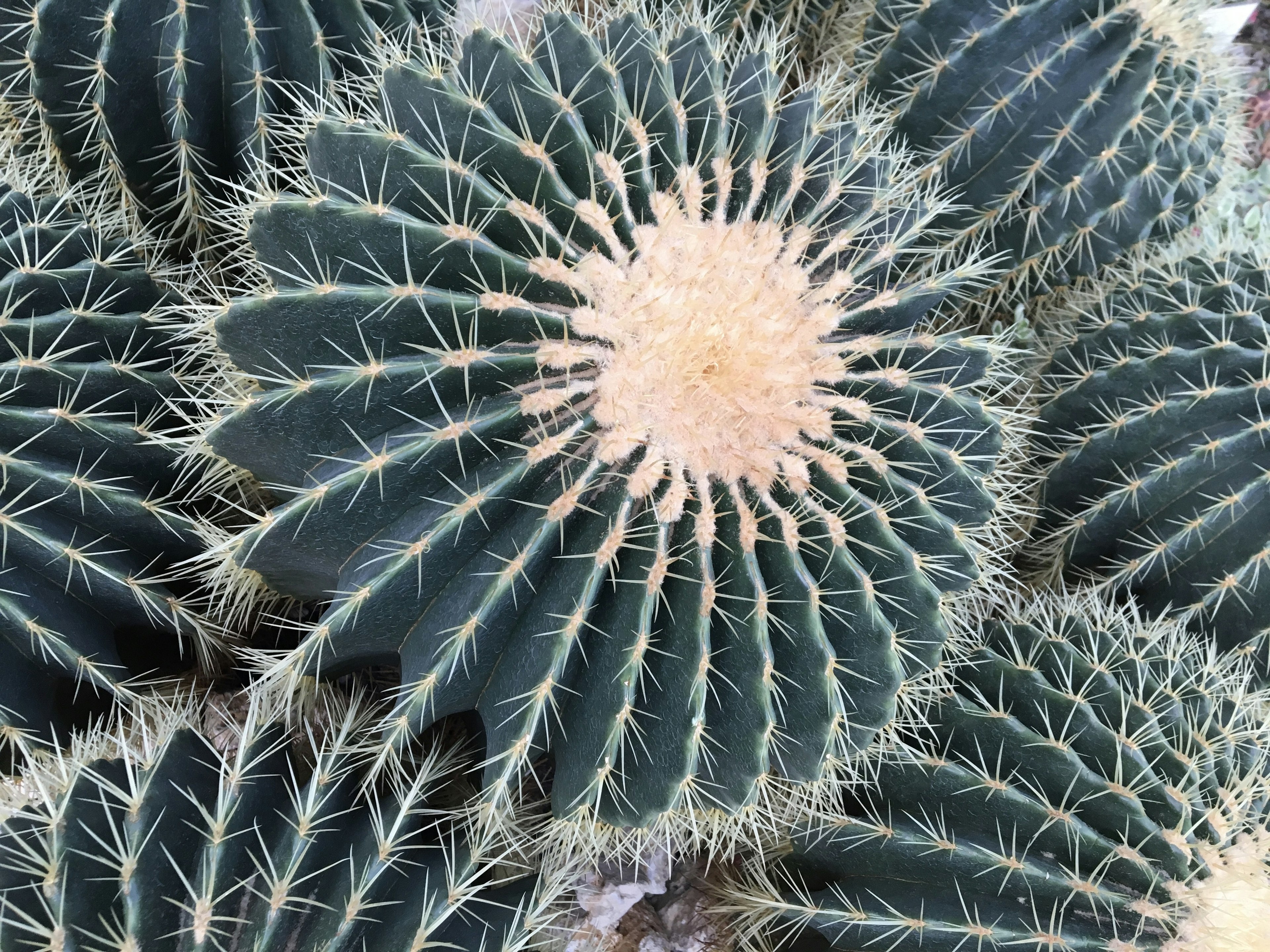 Cluster of cacti with green spiky leaves and a cream-colored center