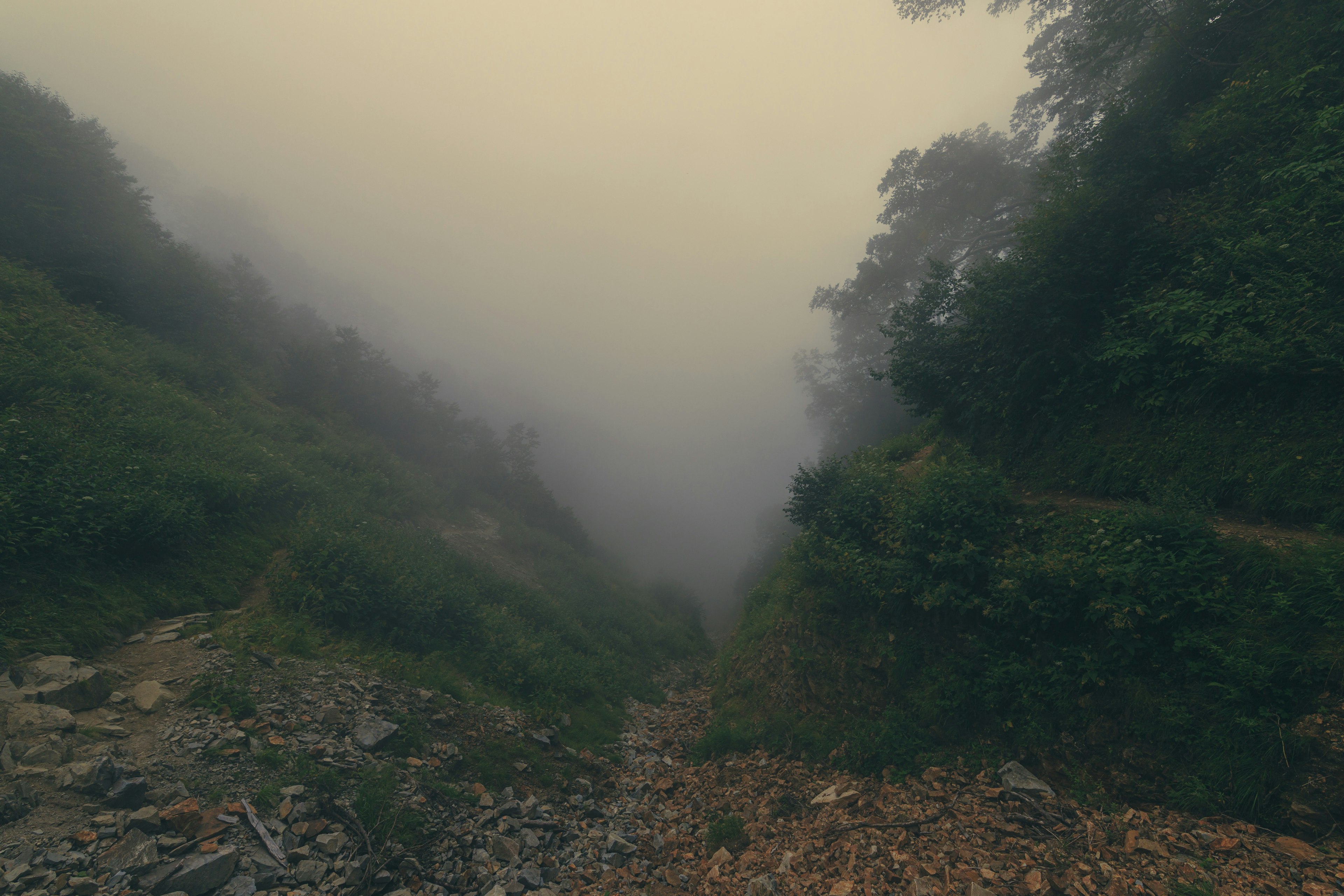 Sendero montañoso con niebla y vegetación exuberante