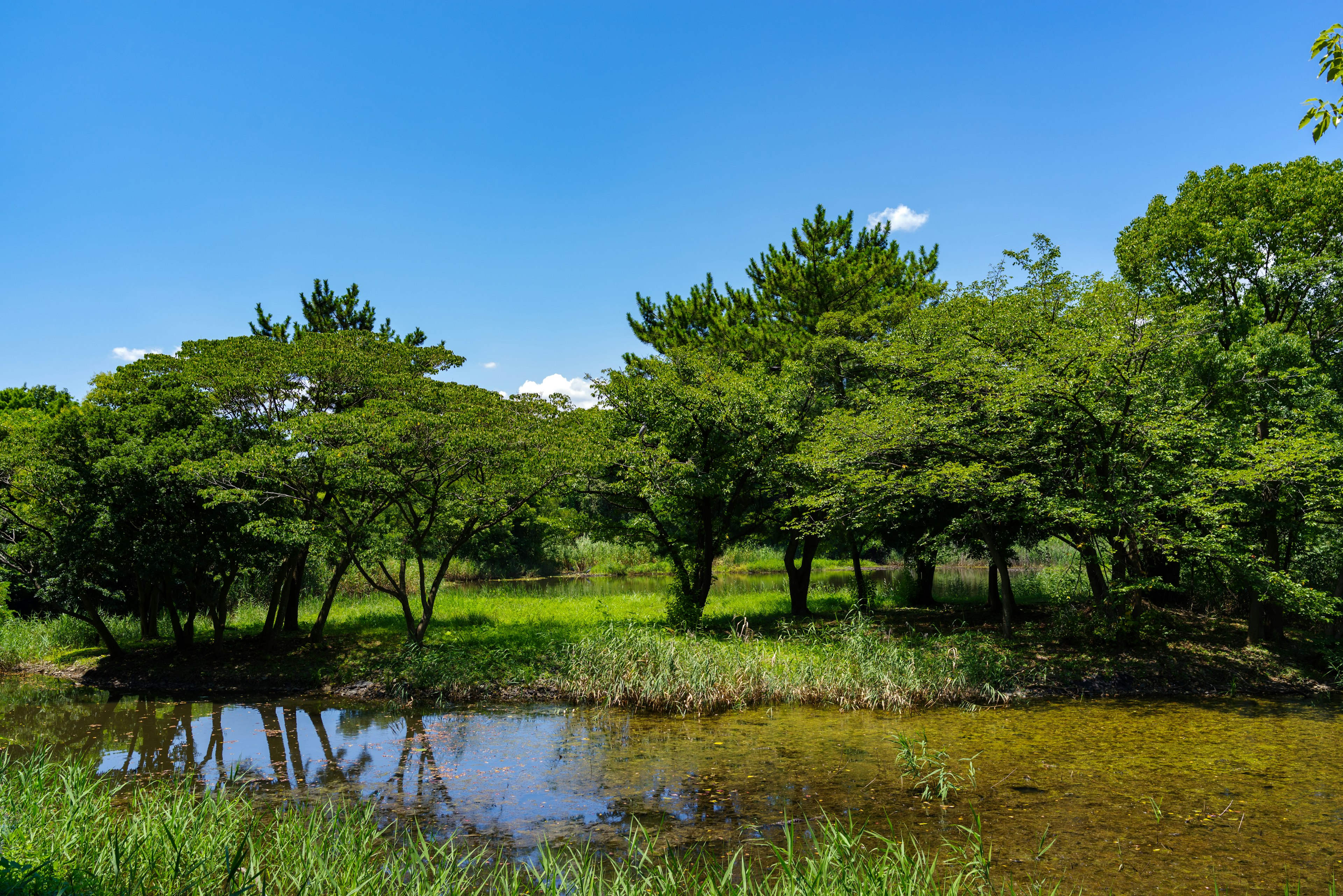 Végétation luxuriante et étang calme sous un ciel bleu