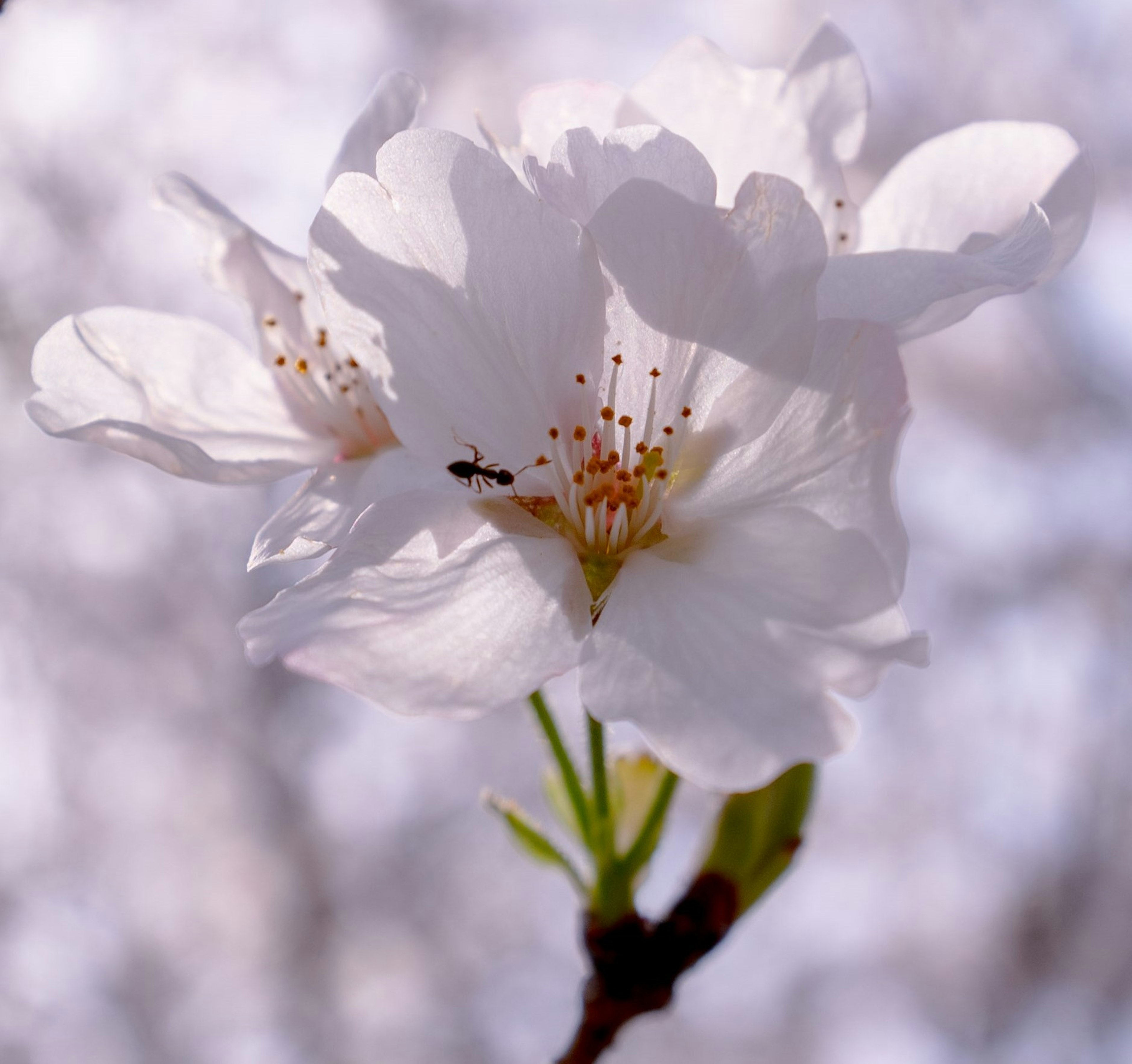 白い桜の花と小さな蟻のクローズアップ