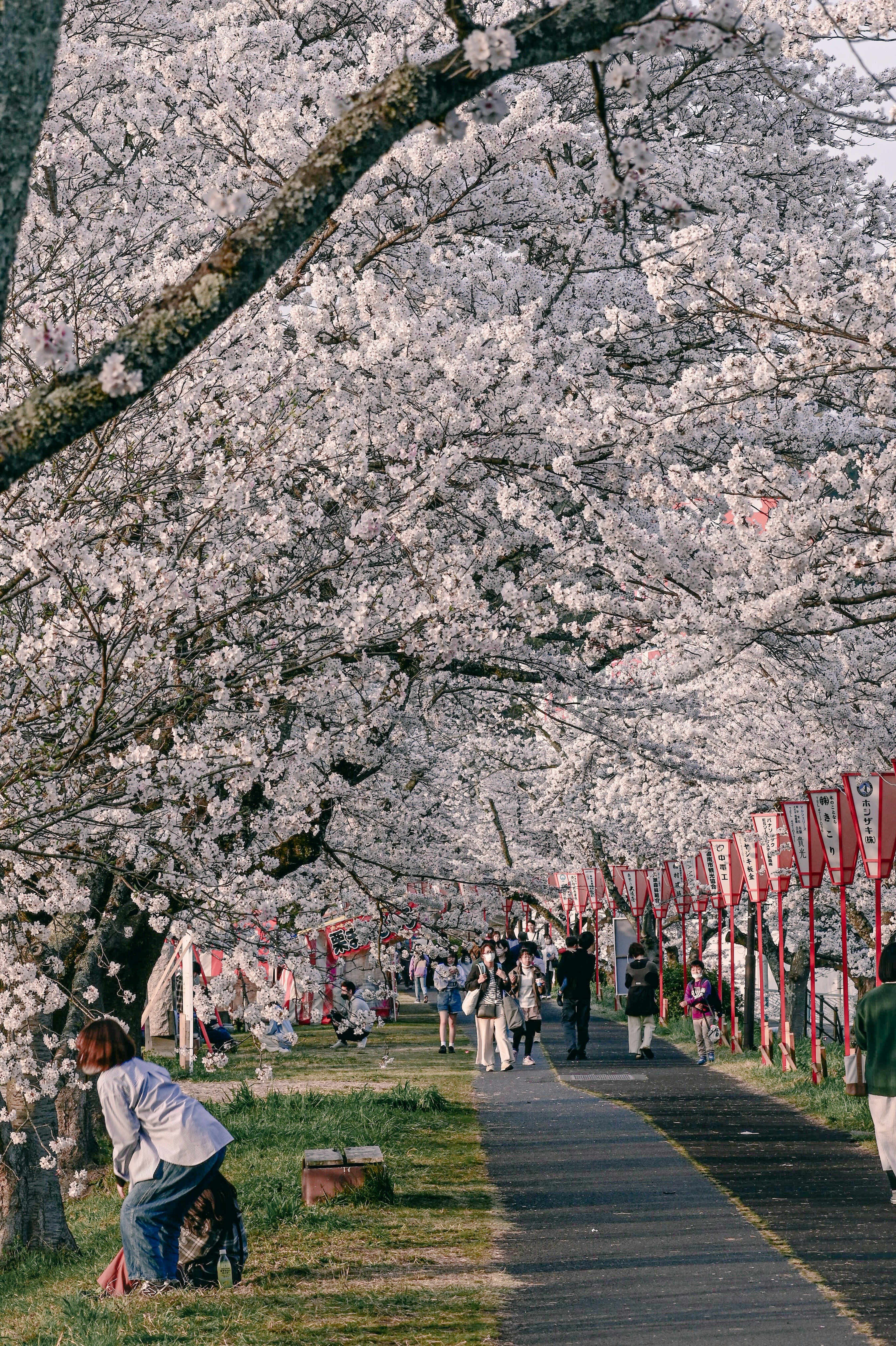 Una escena de primavera con árboles de cerezo a lo largo de un camino y personas disfrutando de la vista