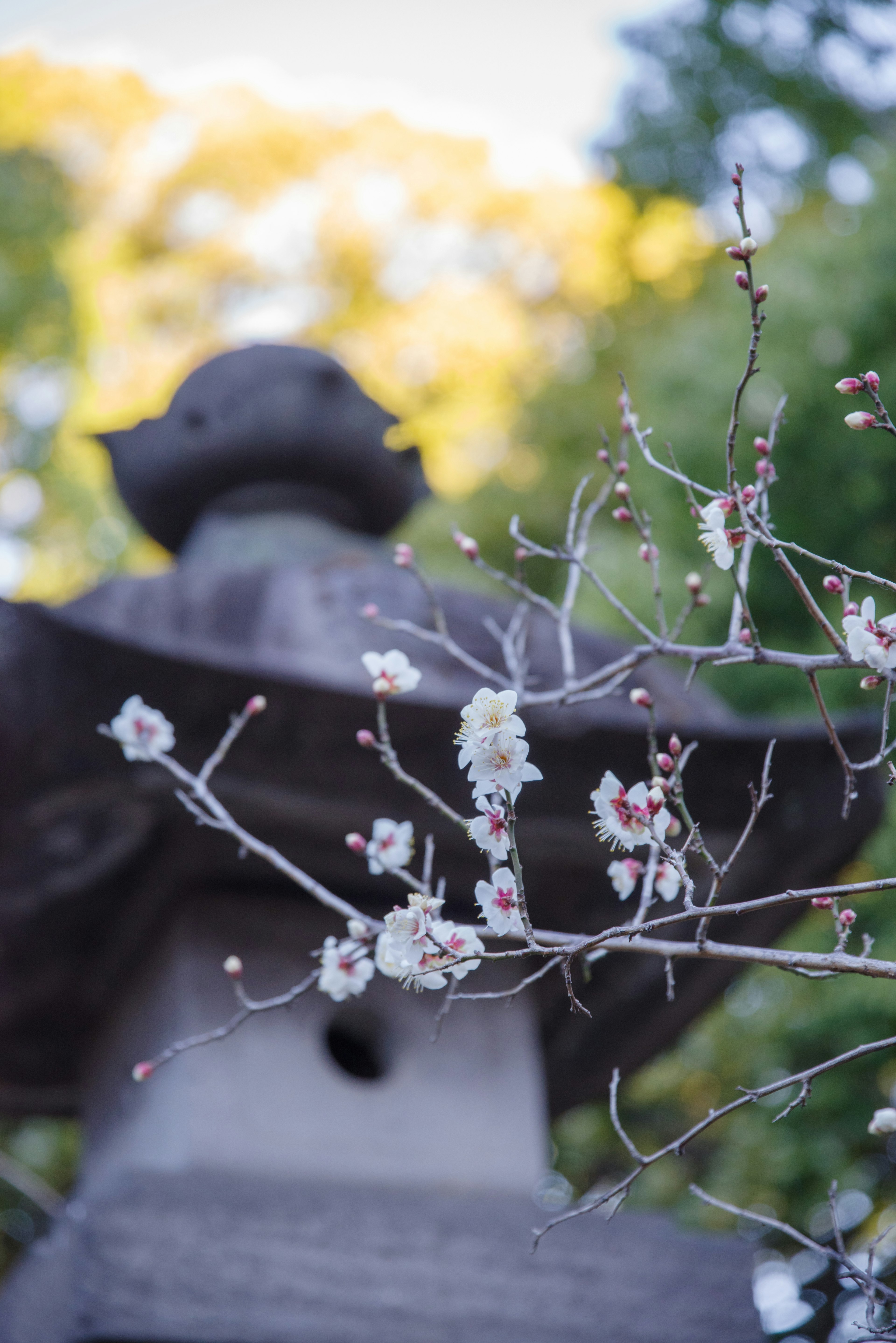 桜の花が咲いている石灯篭の近くの風景